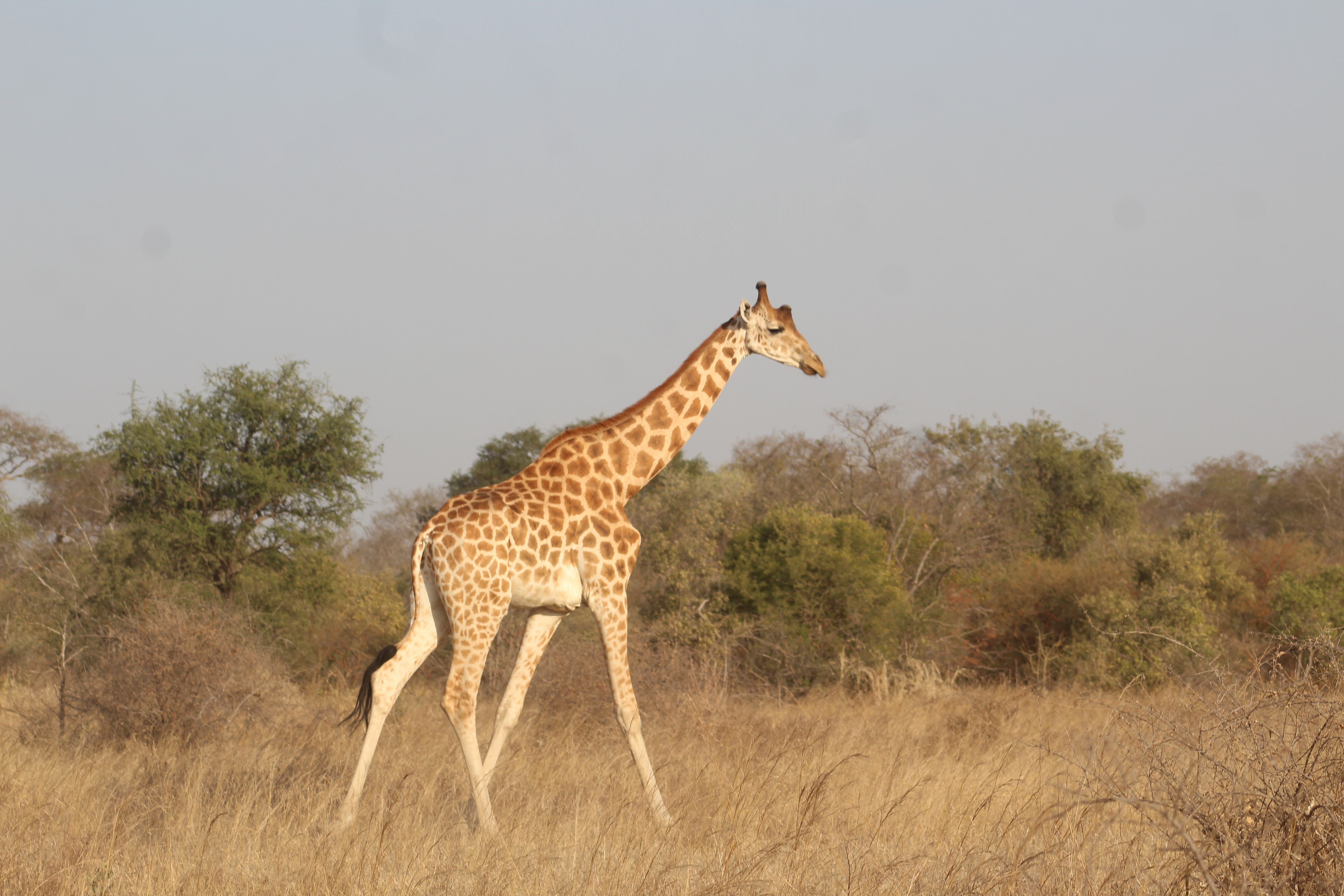 Girafe solitaire à zakouma