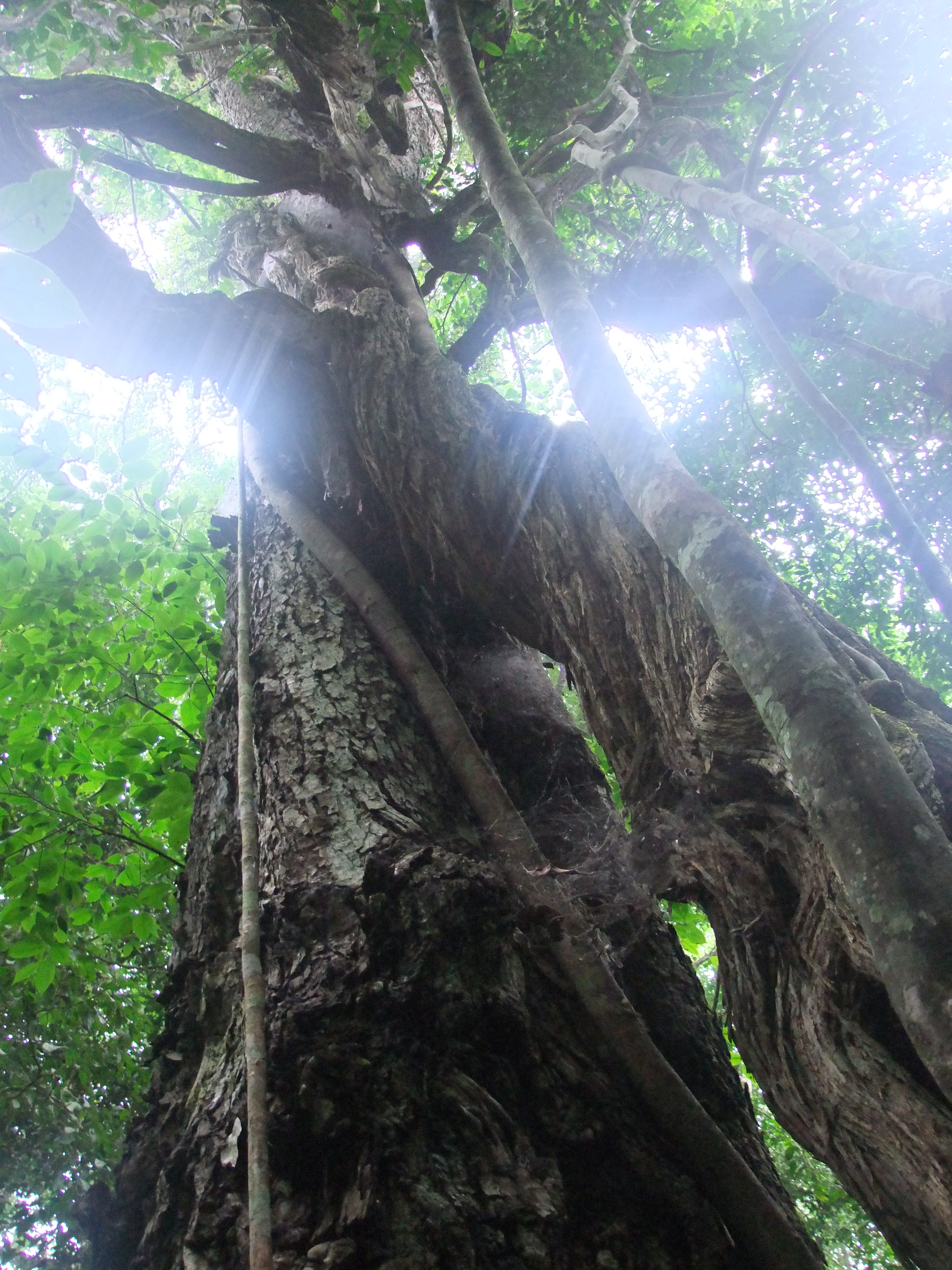 In Budongo forest, Murchison Falls National Park, Uganda