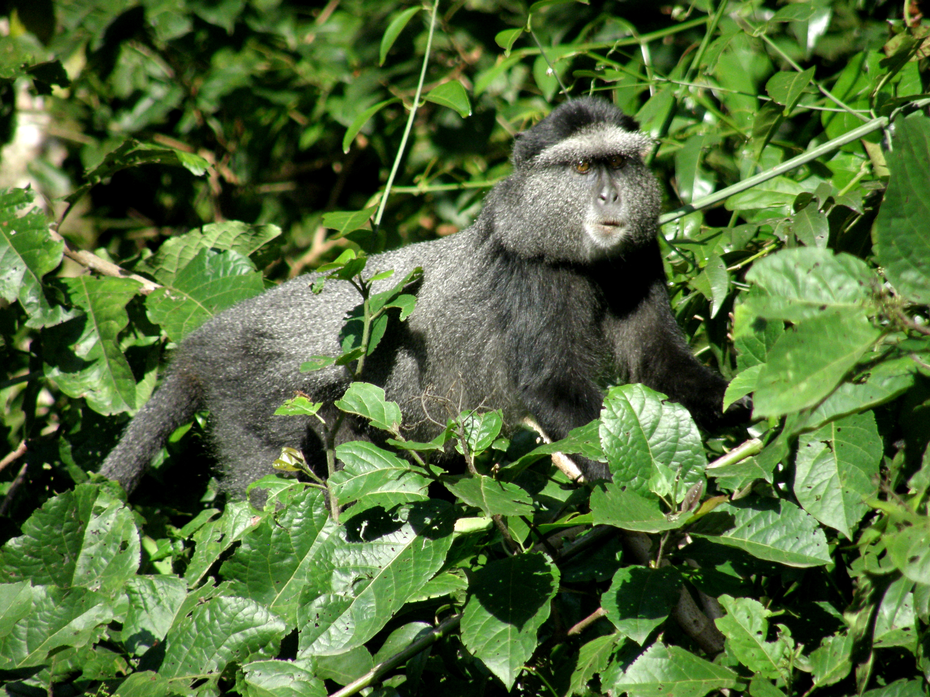 Monkey climbing in tree at Kagamega Rain Forest