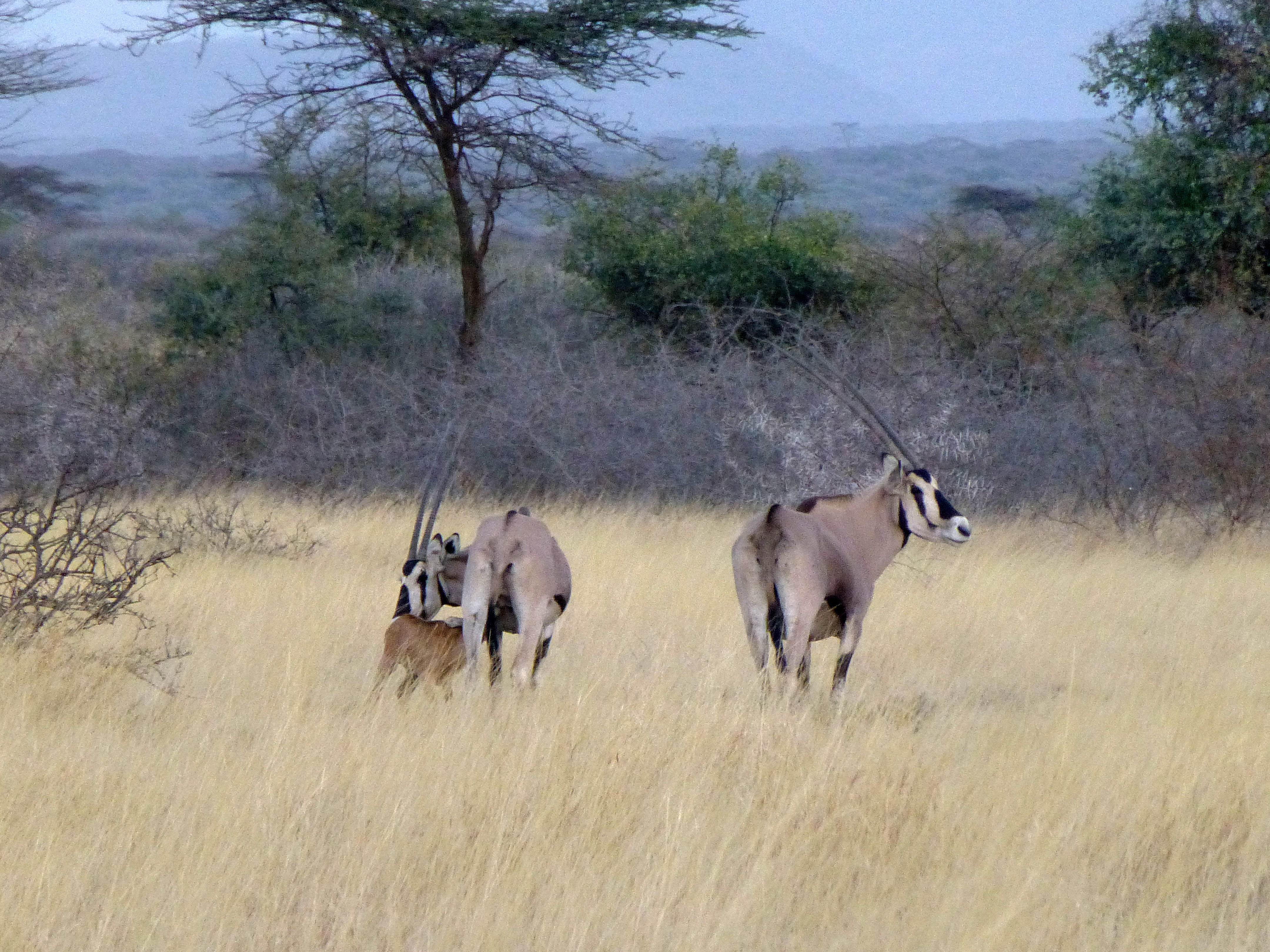 Oryx beisa dans le Parc national d'Awash (Ethiopie)