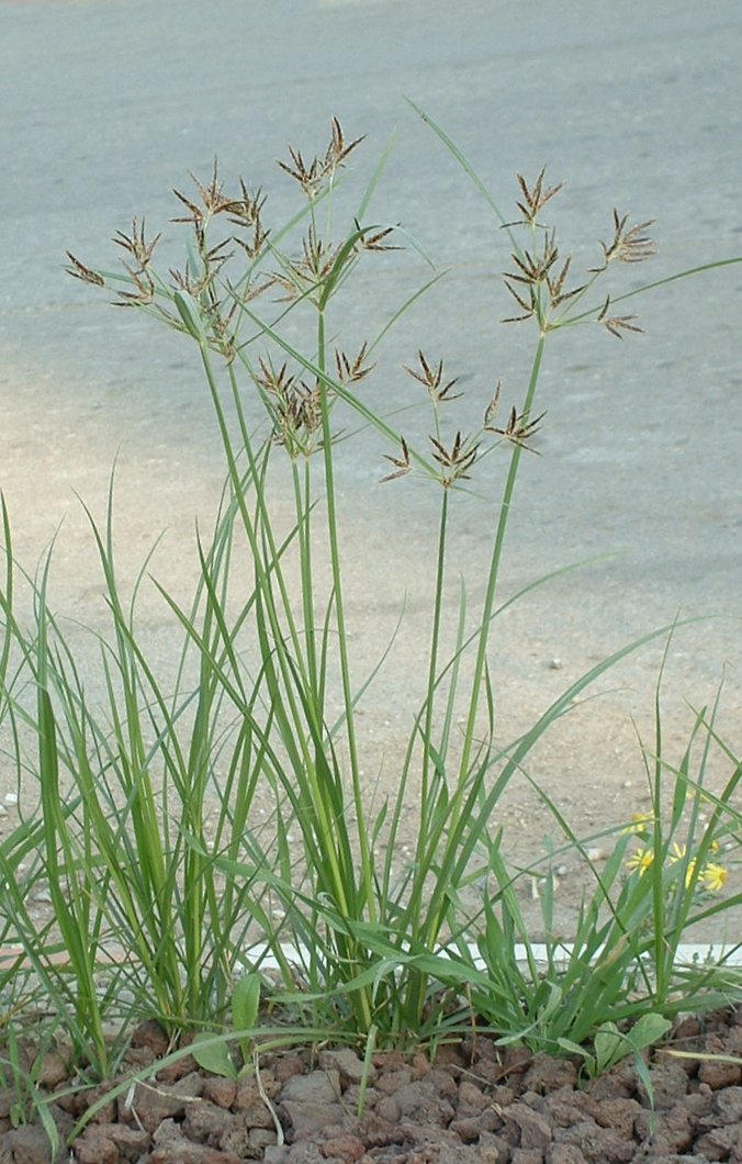 Nutgrass - Cyperus rotundus. Considered a pest plant.

Photographed by myself with Fuji FinePix 2650, on Dec. 9, 2005.