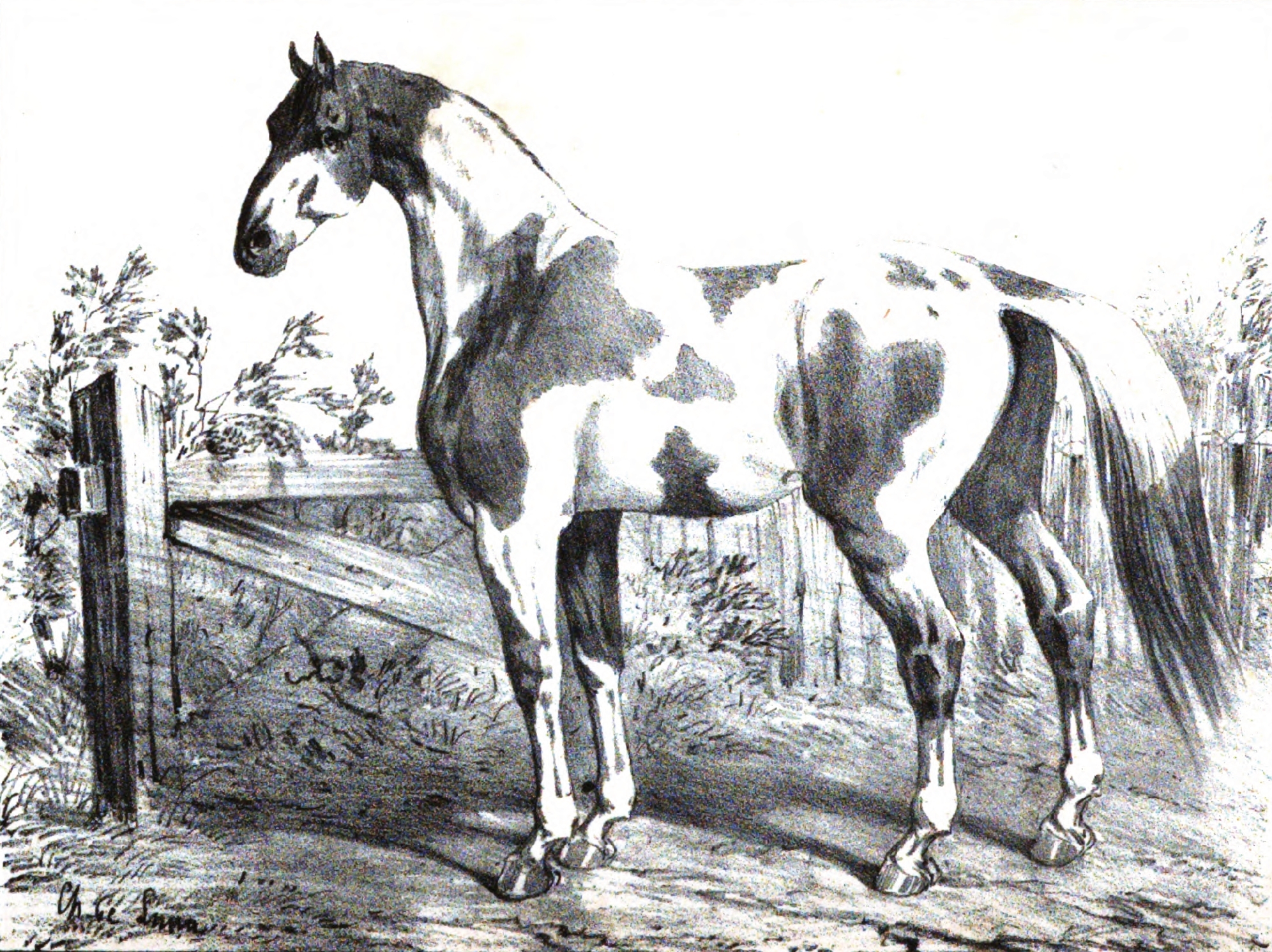 Cheval de Dongolah