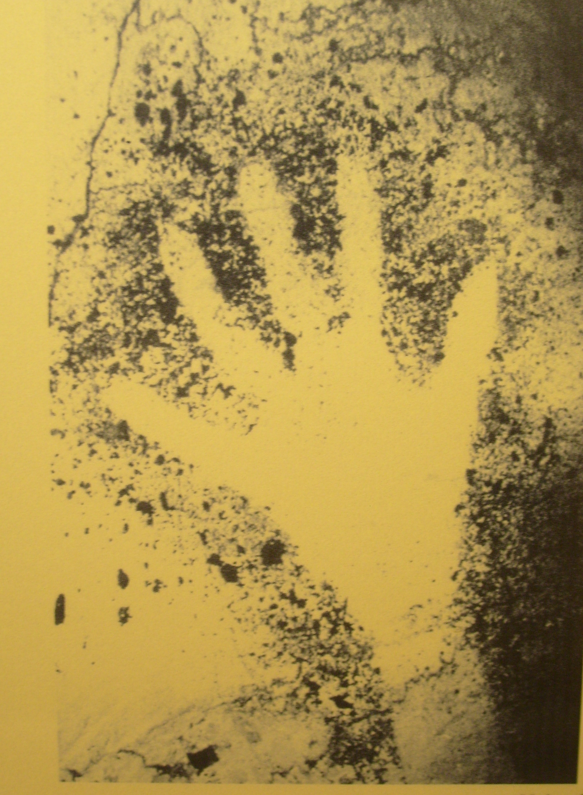 From Cosquer cave, located in the Calanque de Morgiou near Marseille, France. Stencil of a human hand dated 27,000 Before Present Era,  shown at the  Musée d'Archéologie Nationale (National Museum  Archeology).  in Saint-Germain-en-Laye,  France