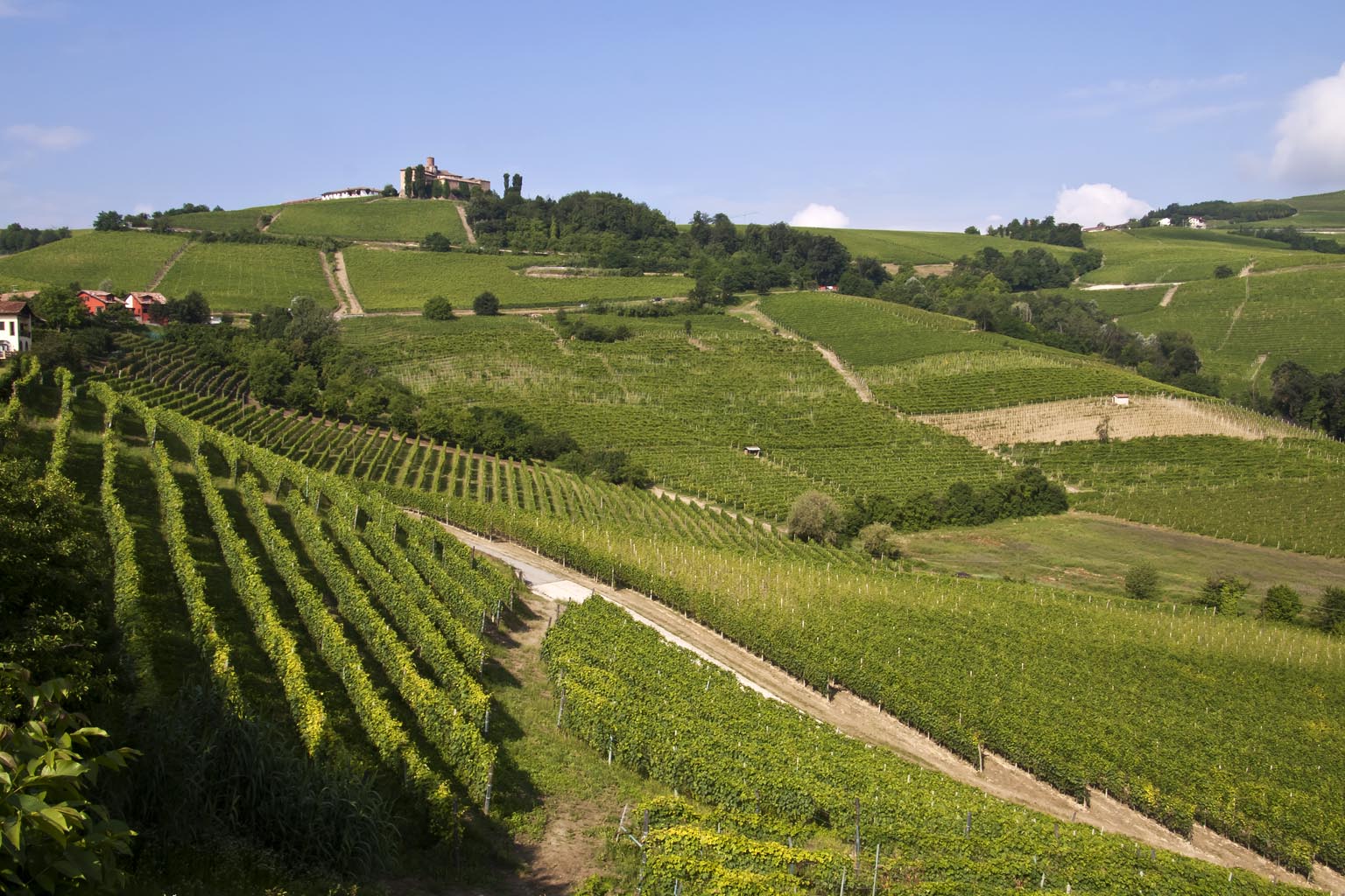 Hilly area and its vineyards (Langhe) in the province of Cuneo in Piedmont – Italy.