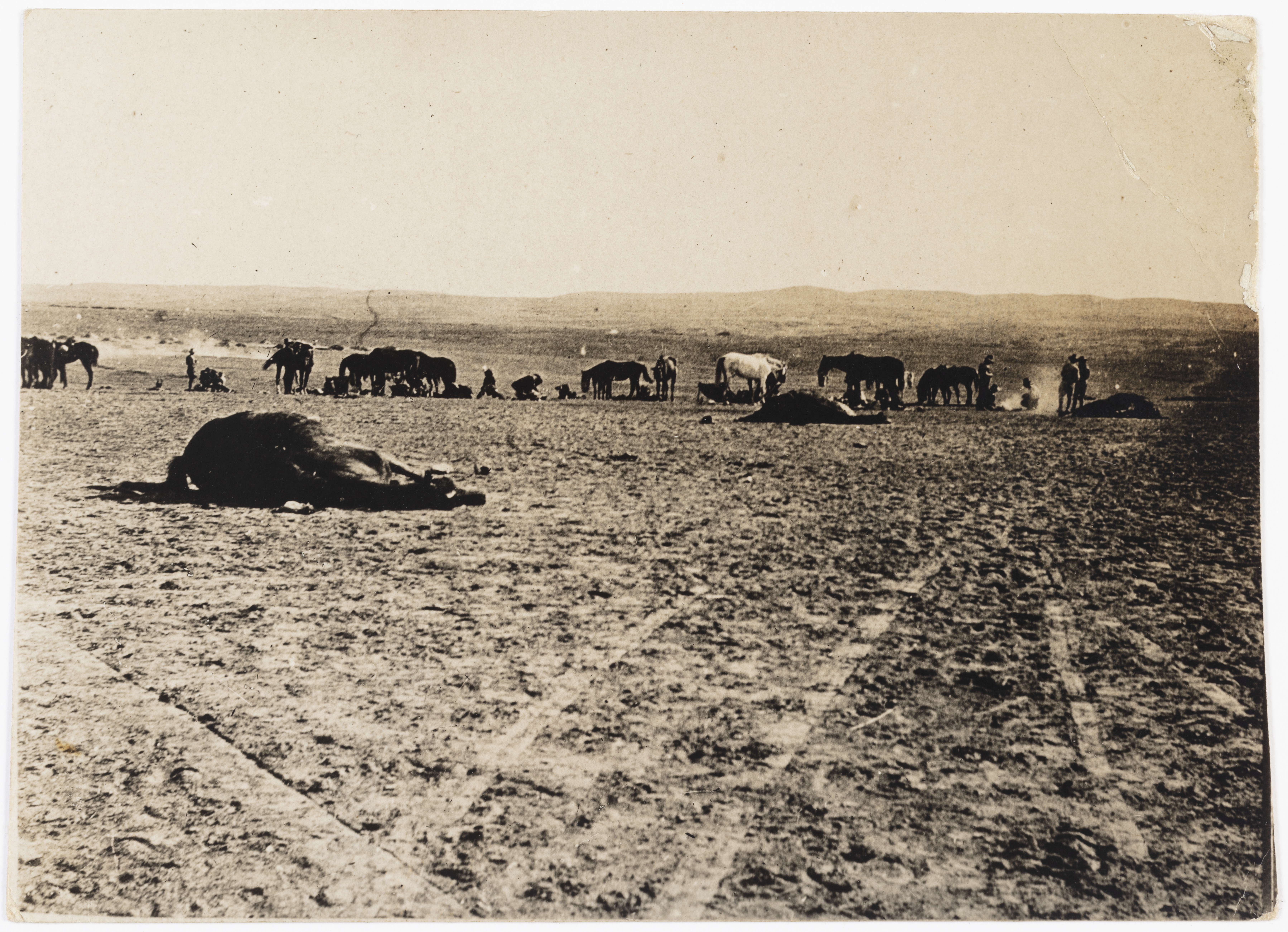 Horses resting after the Battle of Beersheba, Palestine, 1917