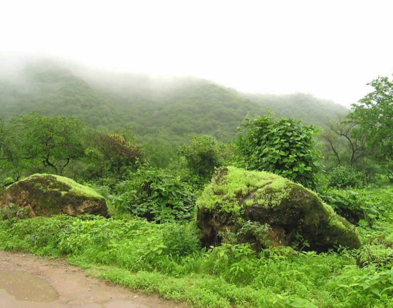 The Dhofar Mountains near Salalah in Oman, after monsoon rains.