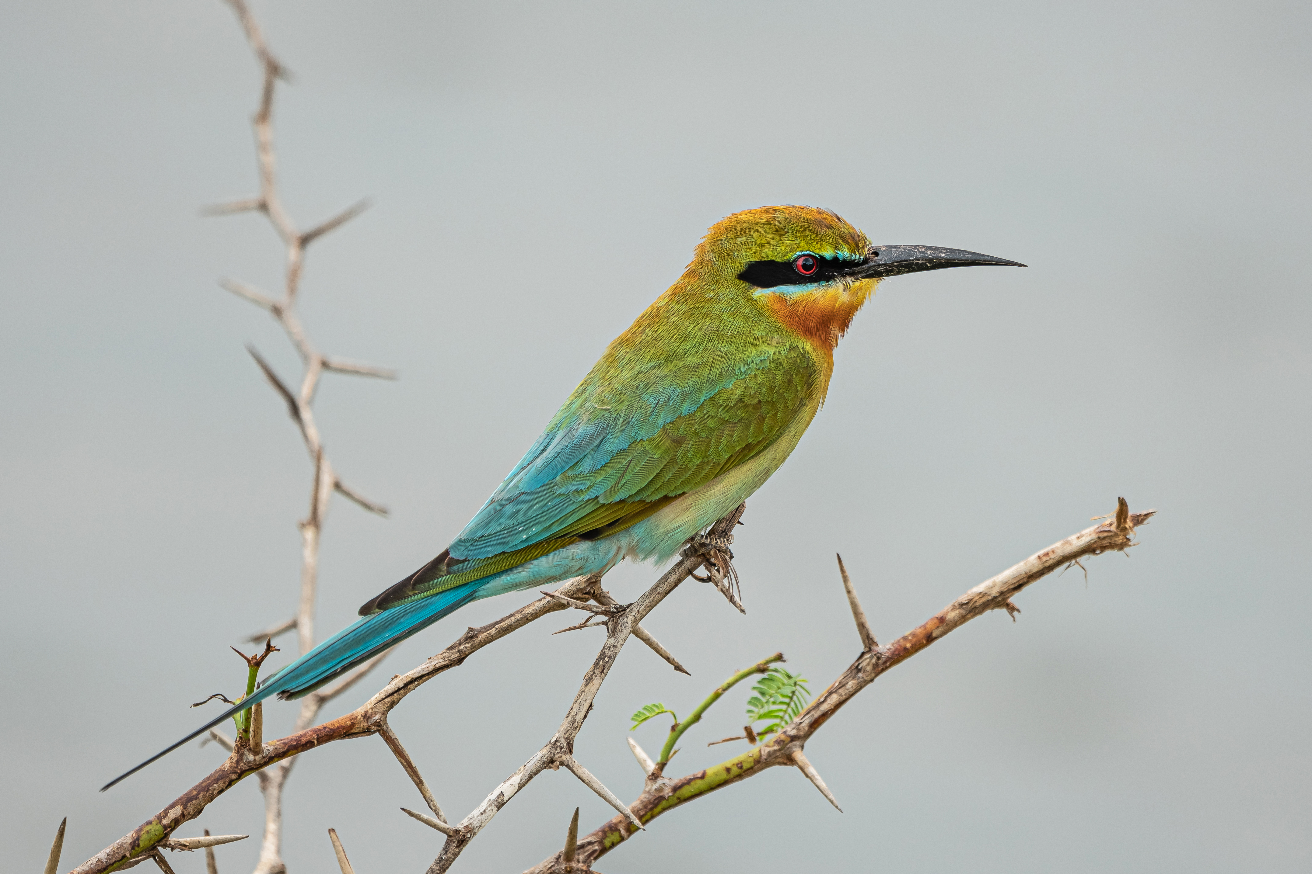 Blue-tailed Bee-eater in Bundala National Park, Sri Lanka