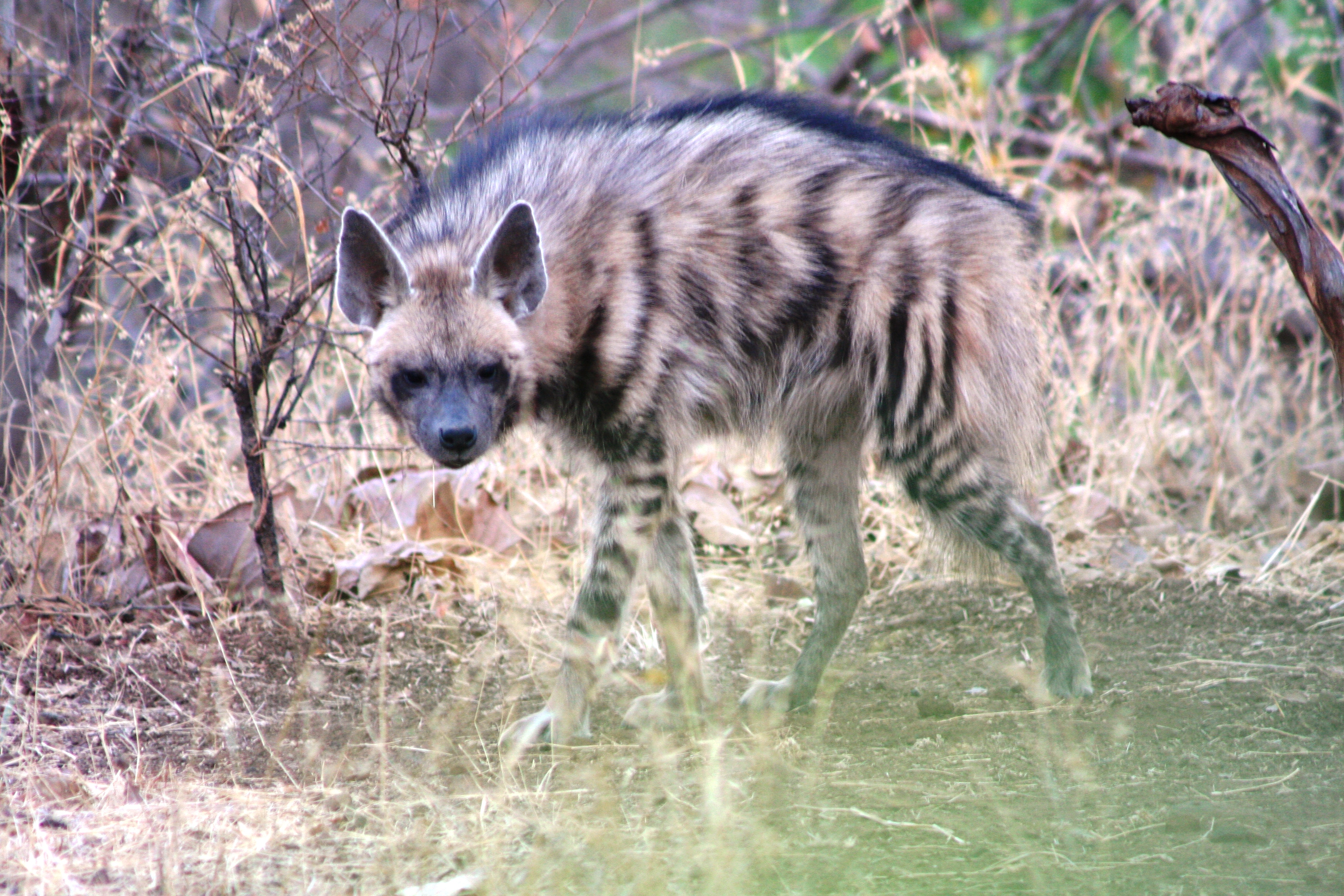 Striped hyena in Gir National Park, India