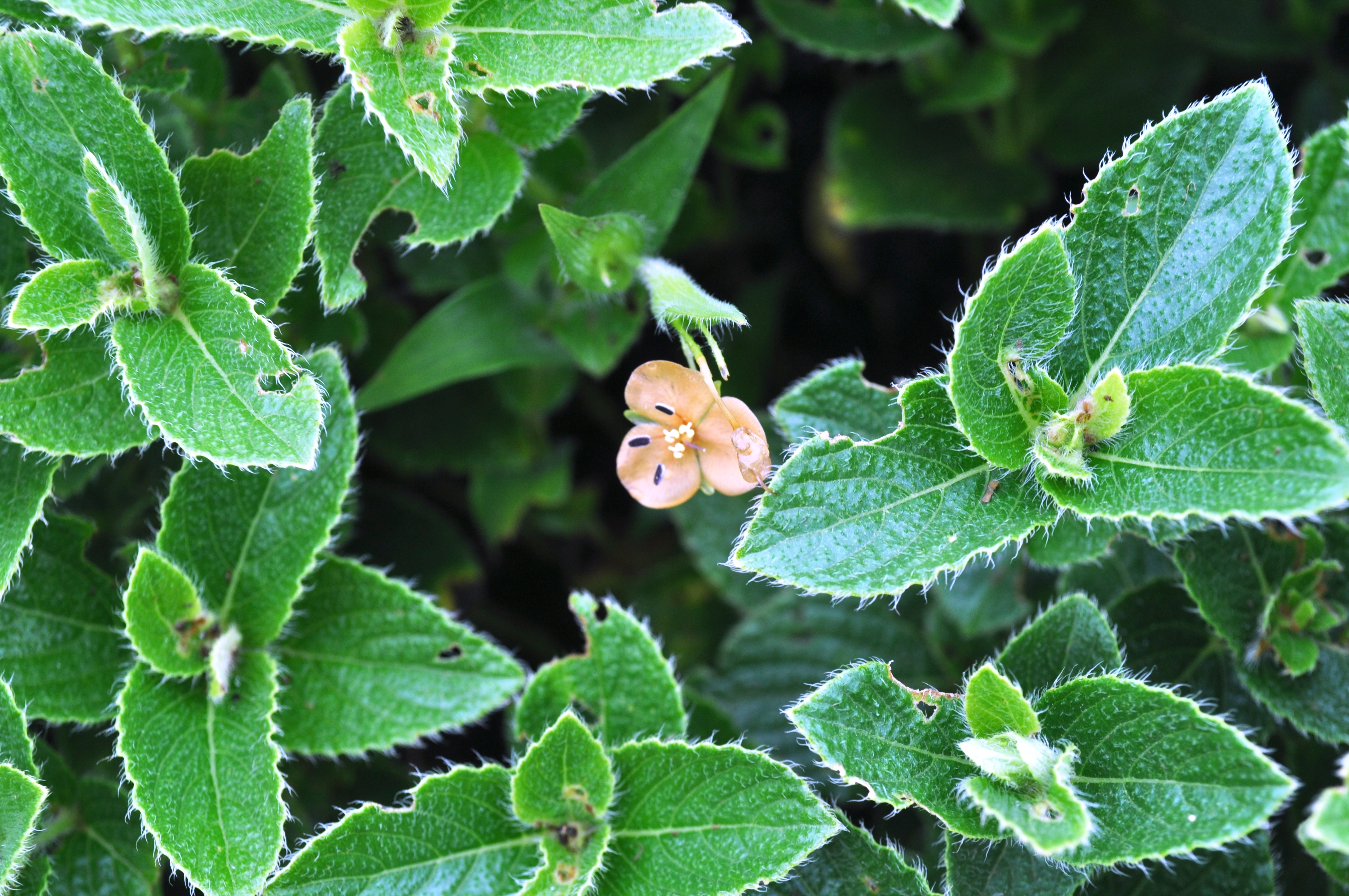 Murdannia lanuginosa at Kaas Plateau