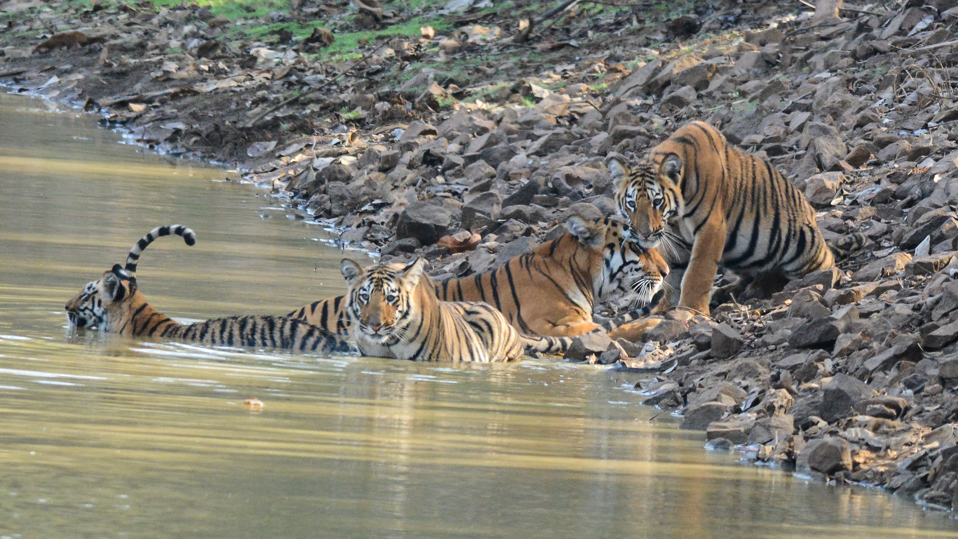 Tigress Maya from Tadoba Andhari Tiger Reserve with her 3 cubs