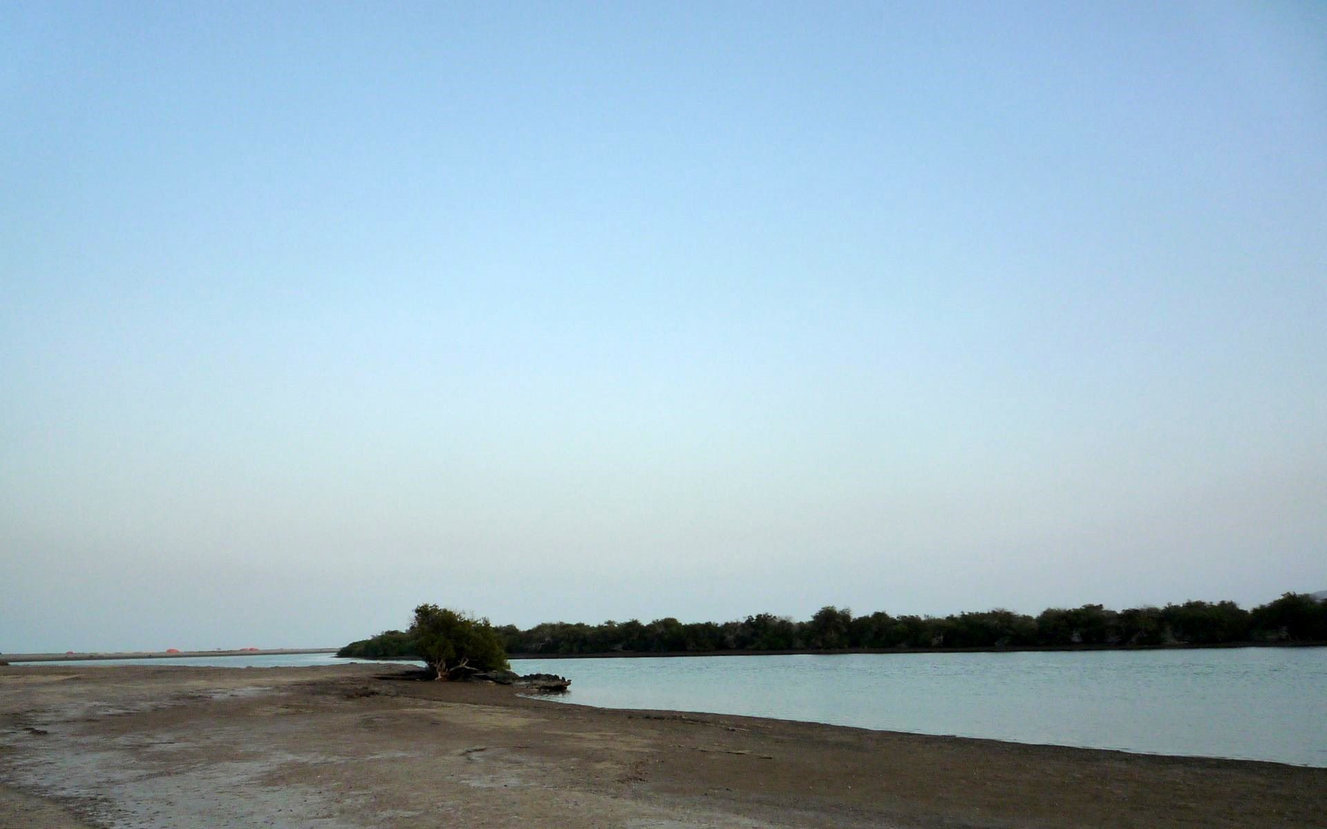 Mangrove swamp in Kalba, Sharjah, United Arab Emirates