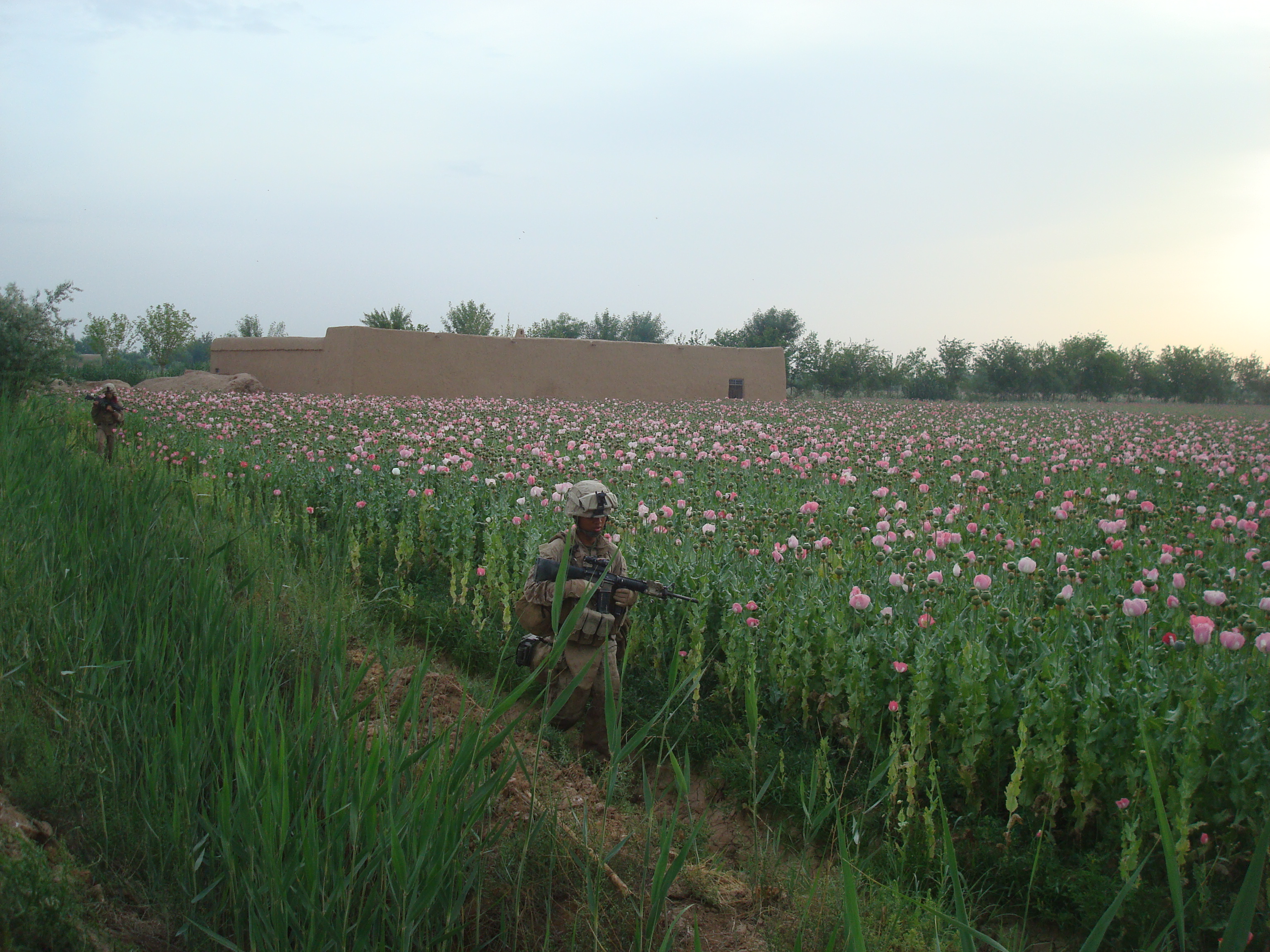 Marines from Charlie Company, 1 battalion 6th Marines regiment patrol though a poppy field in Marjah, Afghanistan, 2010