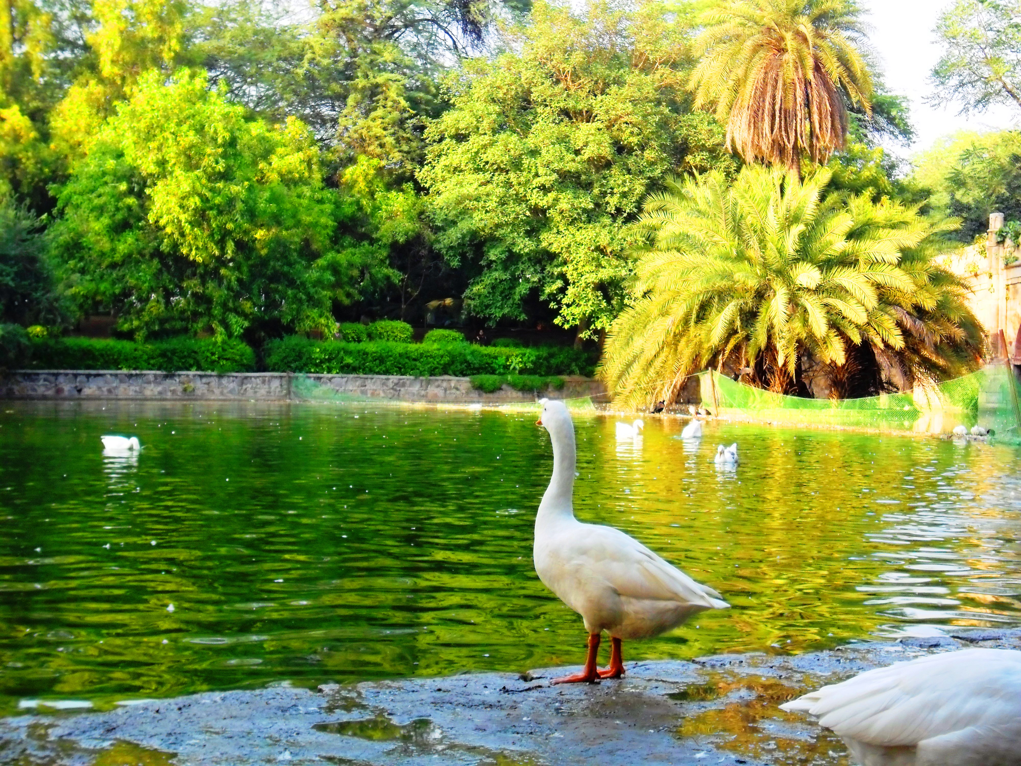 A duck stand beside the lake at Lodhi Gardens
