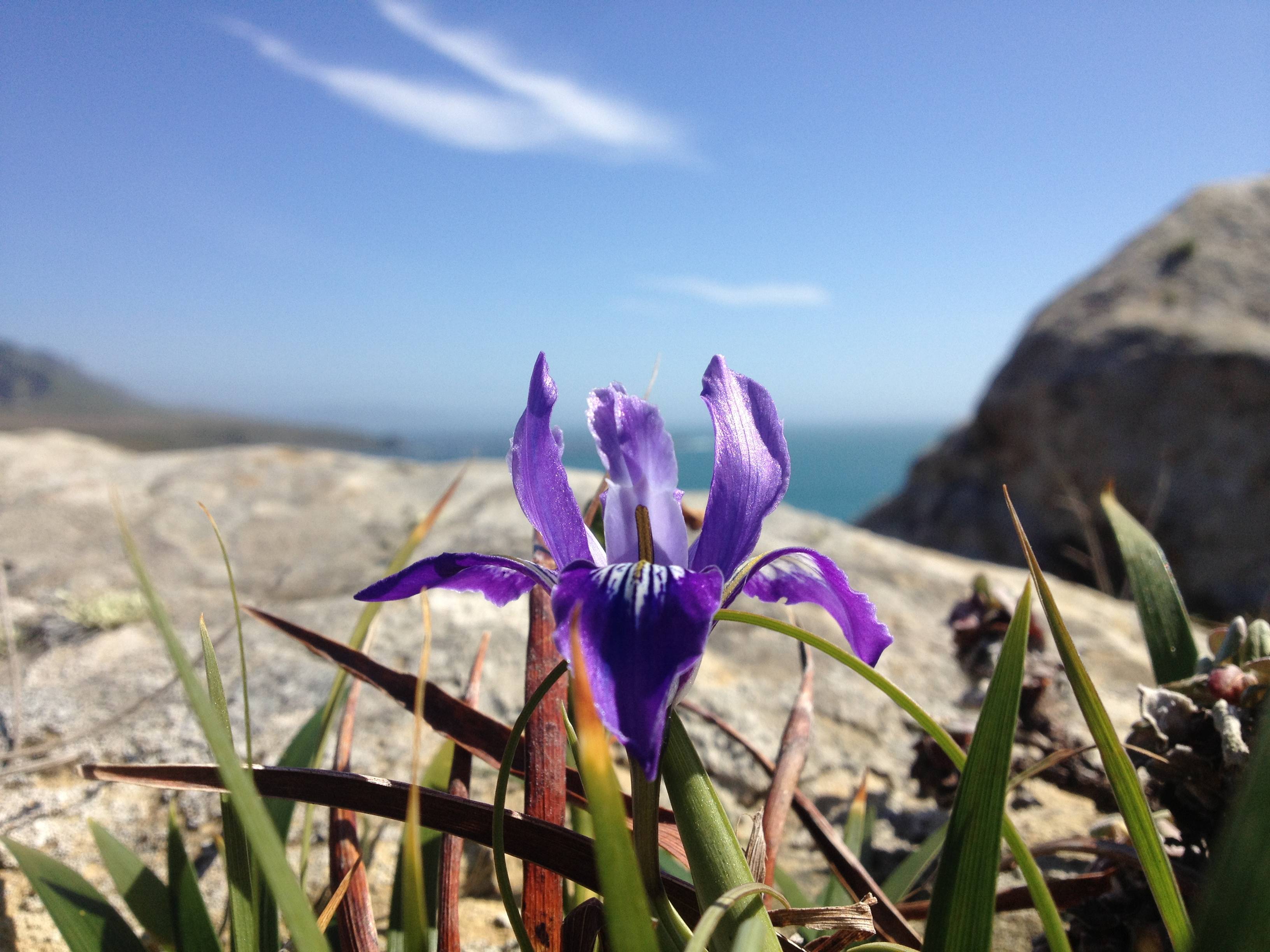 A Douglas Iris growing near the California coast, at Fort Ross State Historic Park
