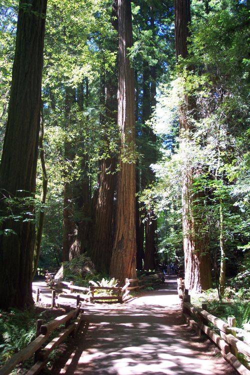 Old growth Coast Redwood trees at Muir Woods, Marin County, California