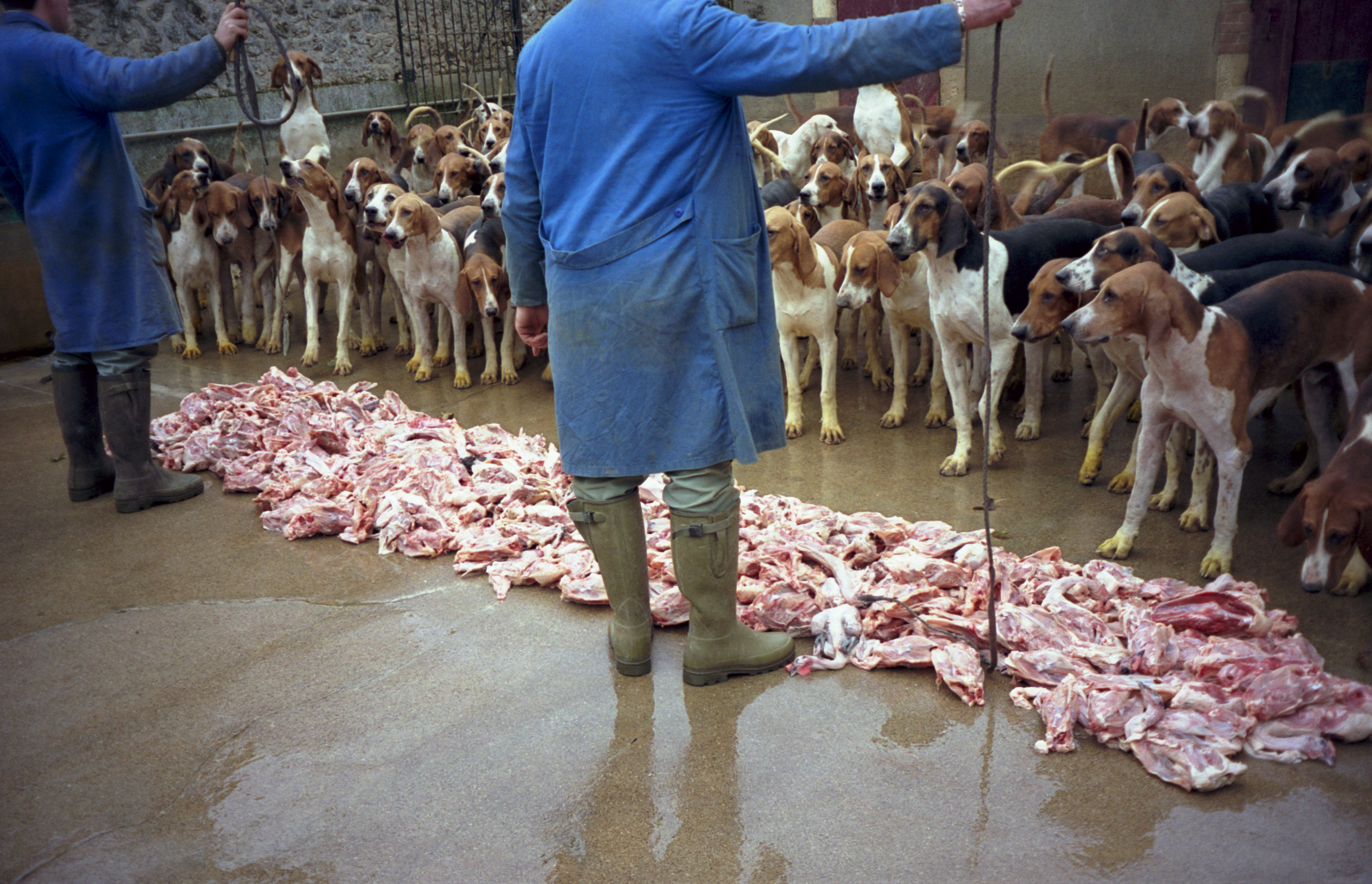 Hunting dogs at feeding time, Château de Cheverny, Loire Valley, France.
