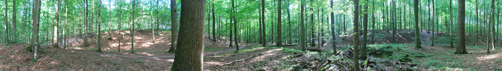 Panorama of the Sonian Forest in Brussels for its Wikivoyage article banner