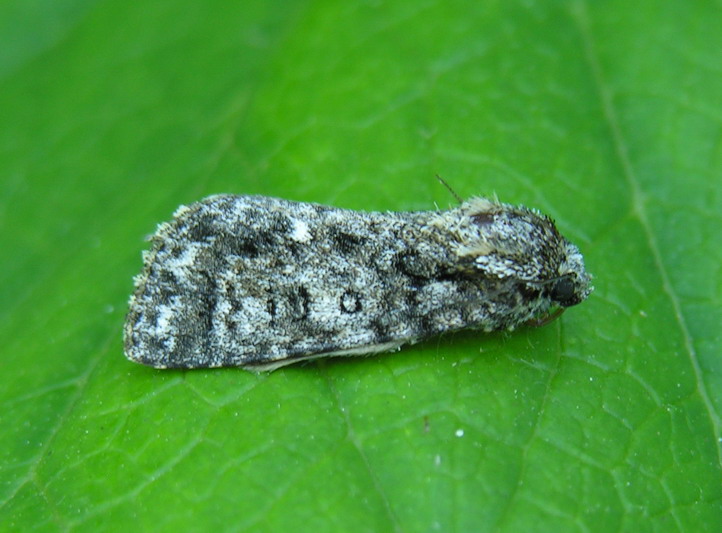 Acronicta.rumicis.jpg