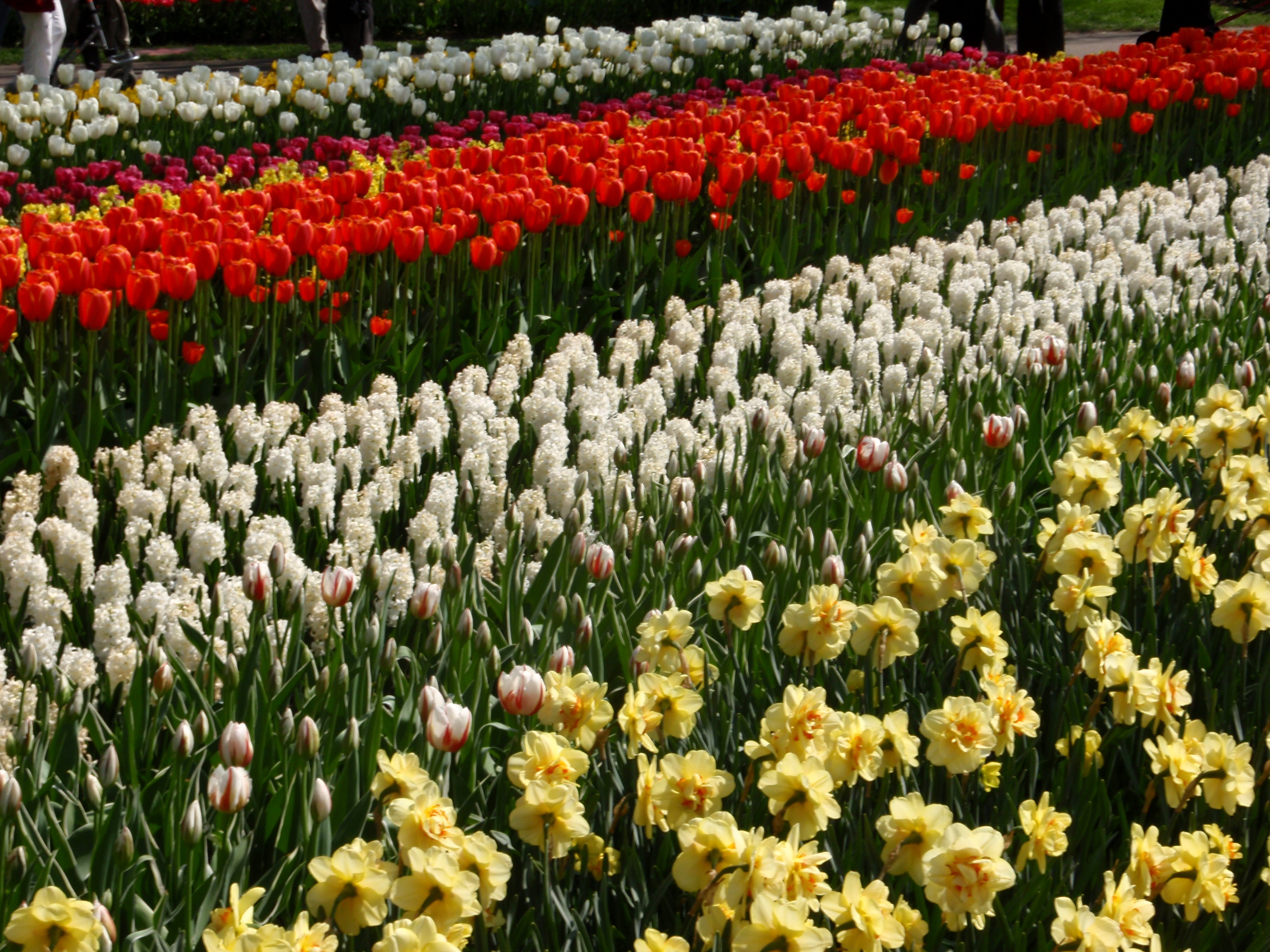 Keukenhof flowering (in Lisse, South Holland)