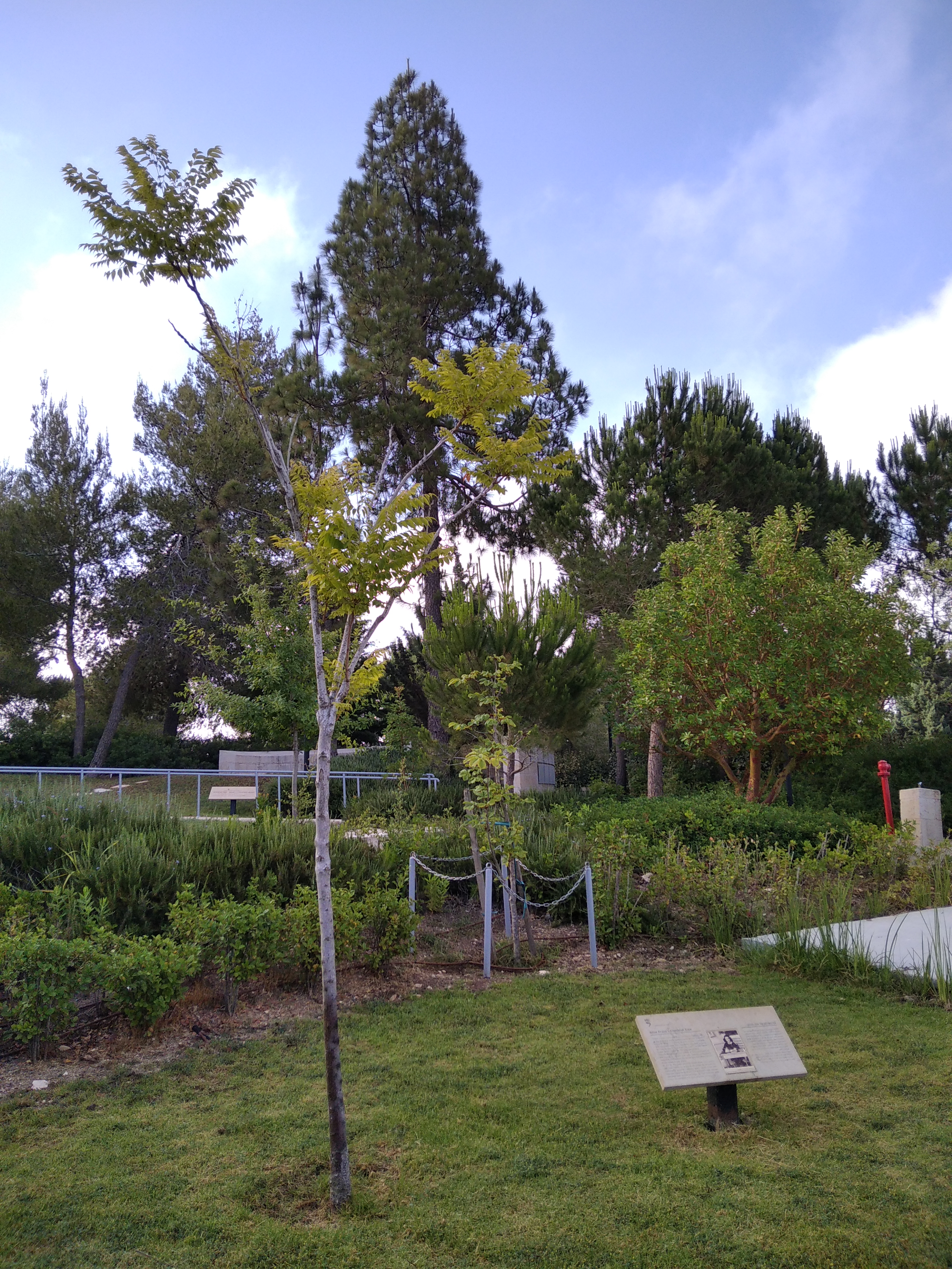 הייחור של העץ של אנה פרנק ביד ושם