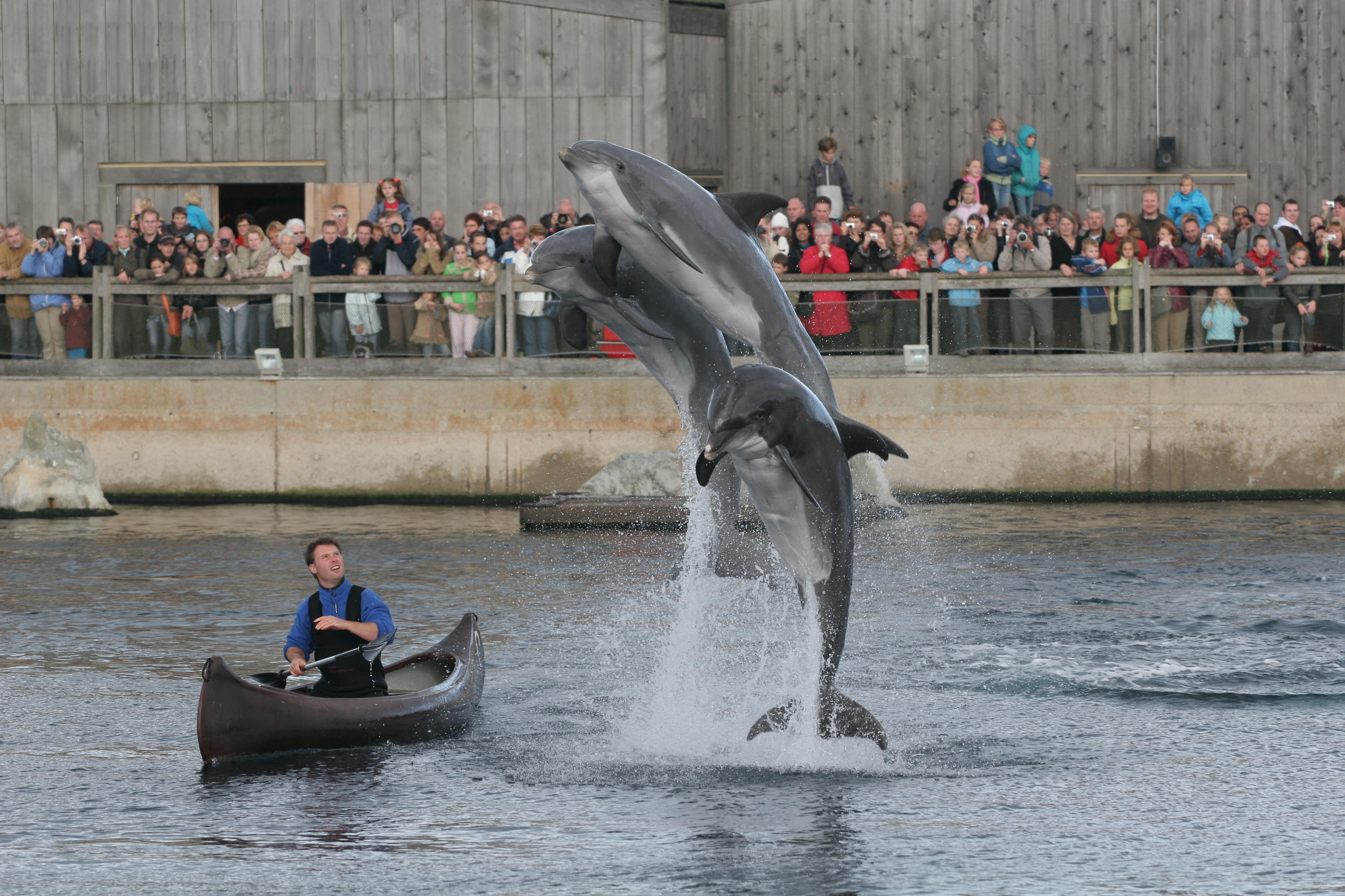 Dolfijnen in het Dolfinarium Harderwijk