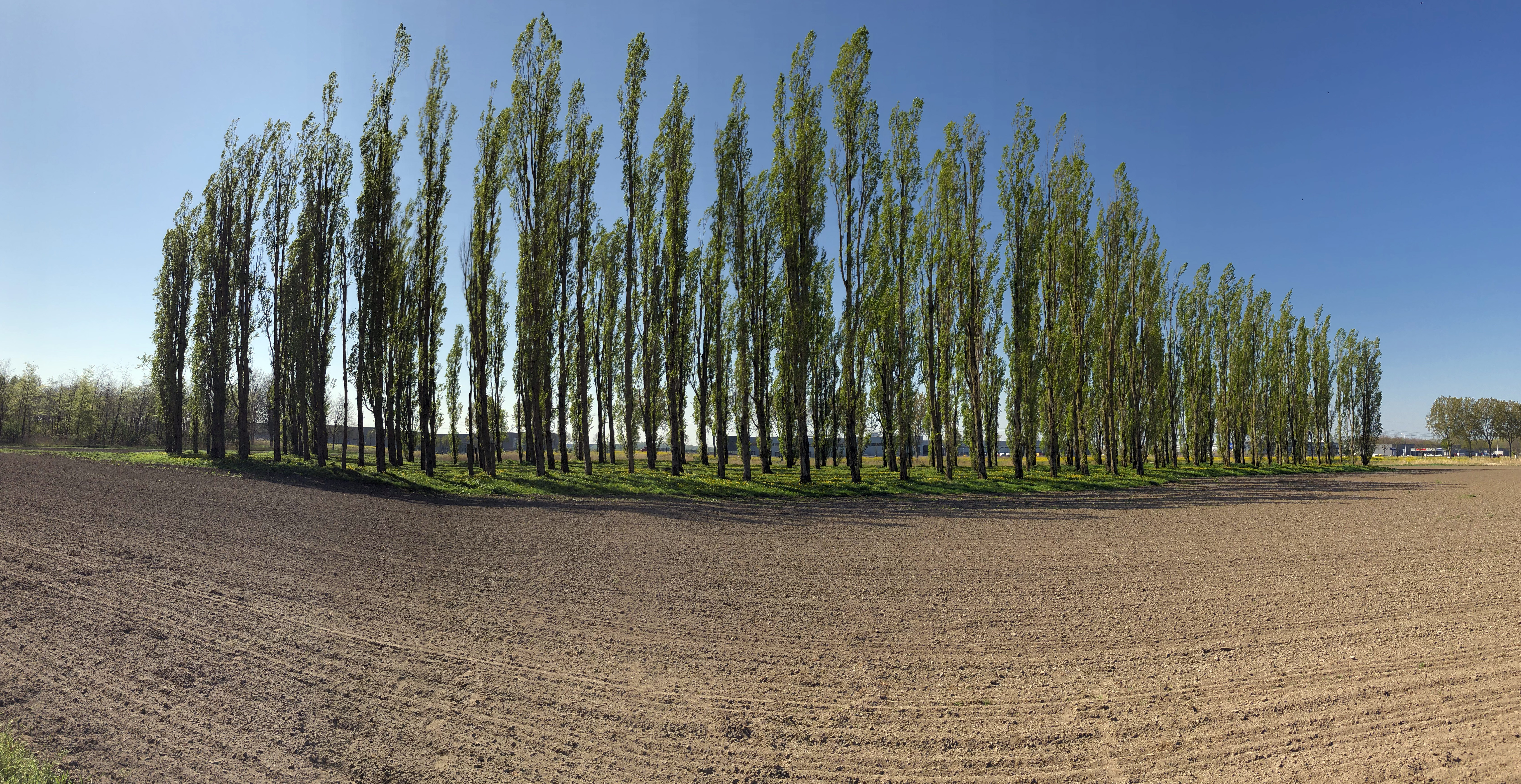 The Green Cathedral in Almere, the Netherlands, a piece of land art.