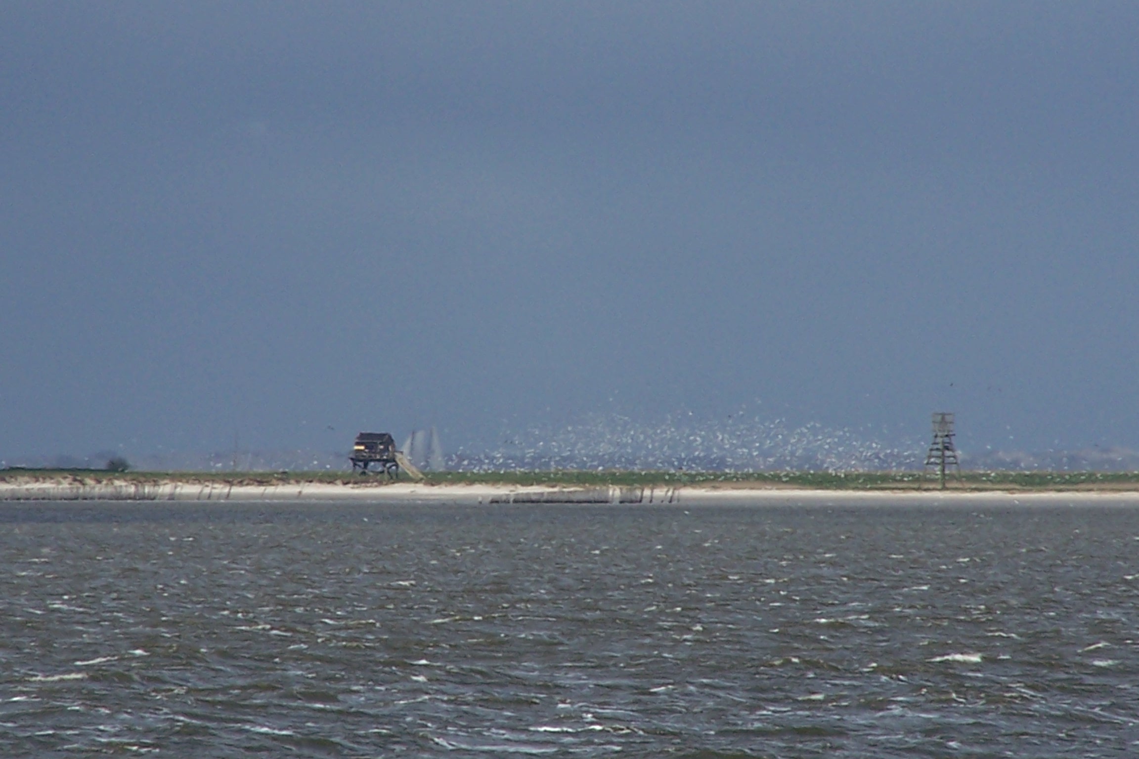 Griend zwerm vogels 20050508 7244.jpg