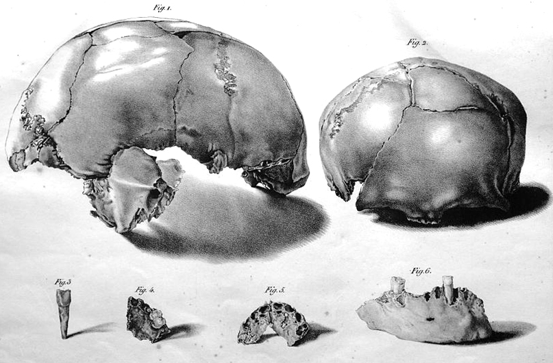 Planche I illustrant Philippe-Charles Schmerling, Les recherches sur les ossements fossiles découverts dans les cavernes de la Province de Liège, Liège, P.J. Collardin, 1833-1834.
Selon la légende : 
1 - Crâne fossile humain, vu de profil = Engis I
2 - le même, vu de face
3 - Dent incisive supérieure humaine
4 - Frangment de la mâchoire supérieure humaine
5 - Les os maxillaires d'un individu jeune = celui de Engis 2, première trace trouvée d’un Néandertalien

6 - Fragment de la mâchoire inférieure humaine