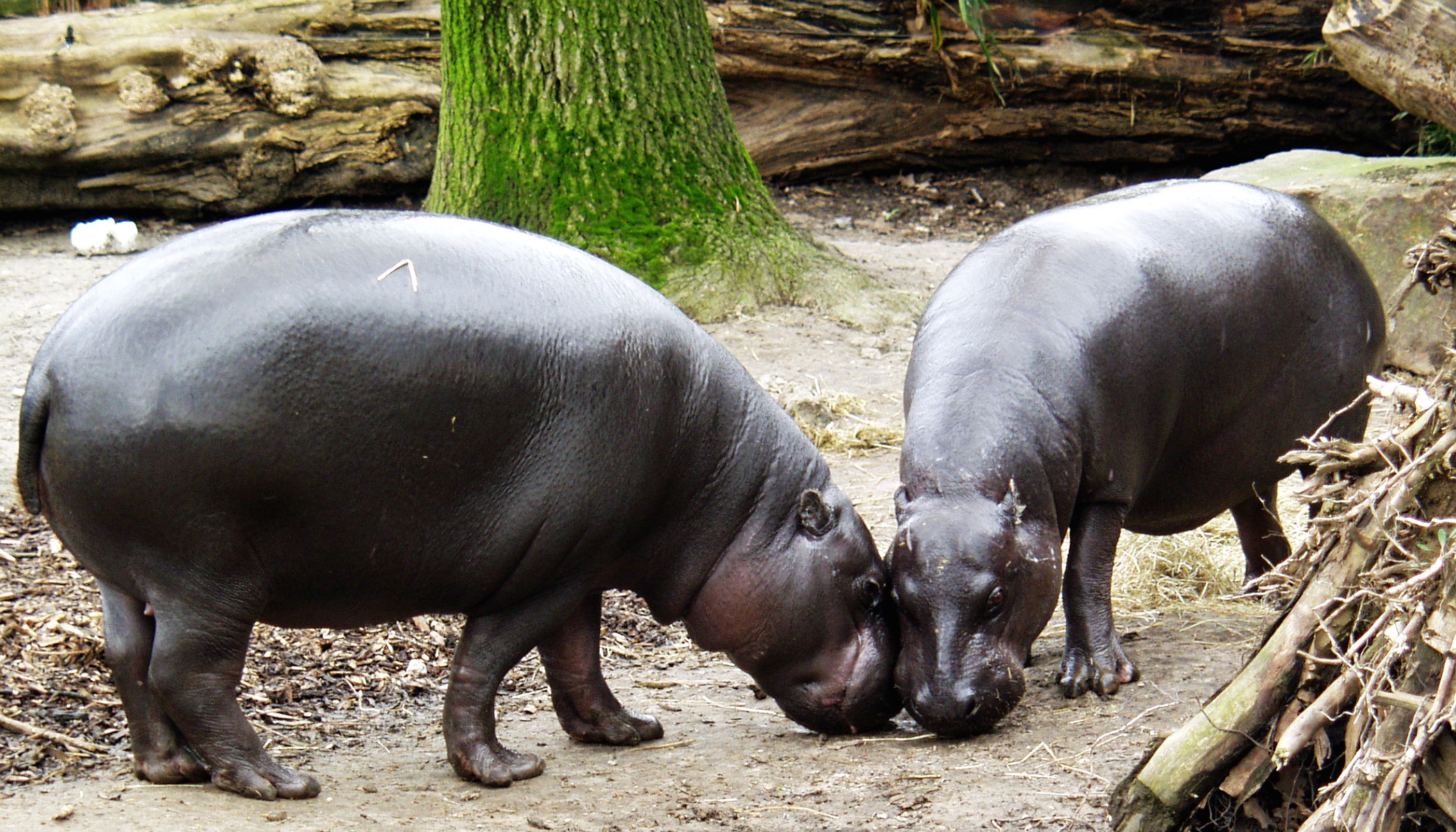 Pygmy Hippopotamus (Hexaprotodon liberiensis) at Duisburg Zoo, Germany.