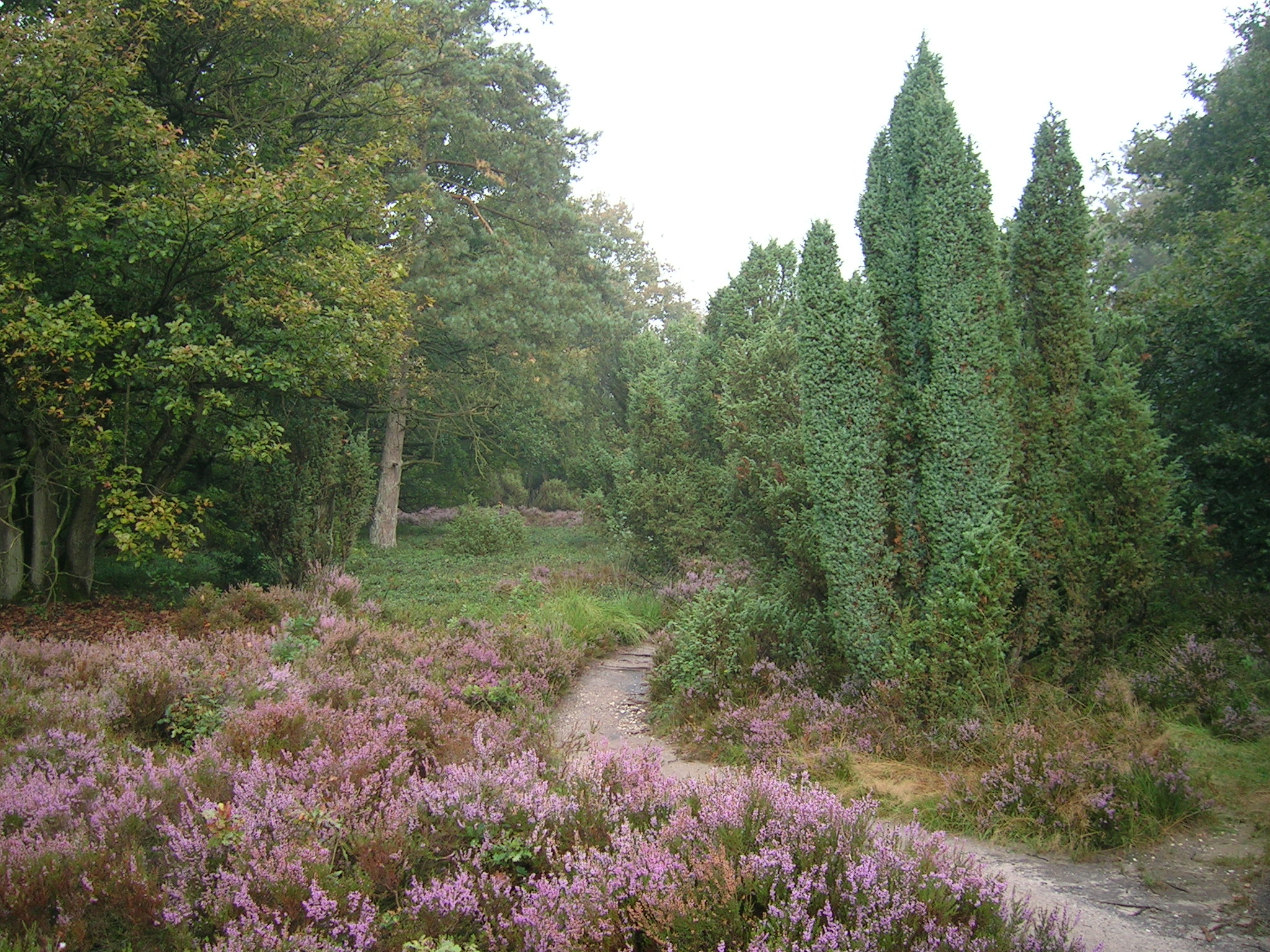 Pieterpad near Laren (Gelderland)