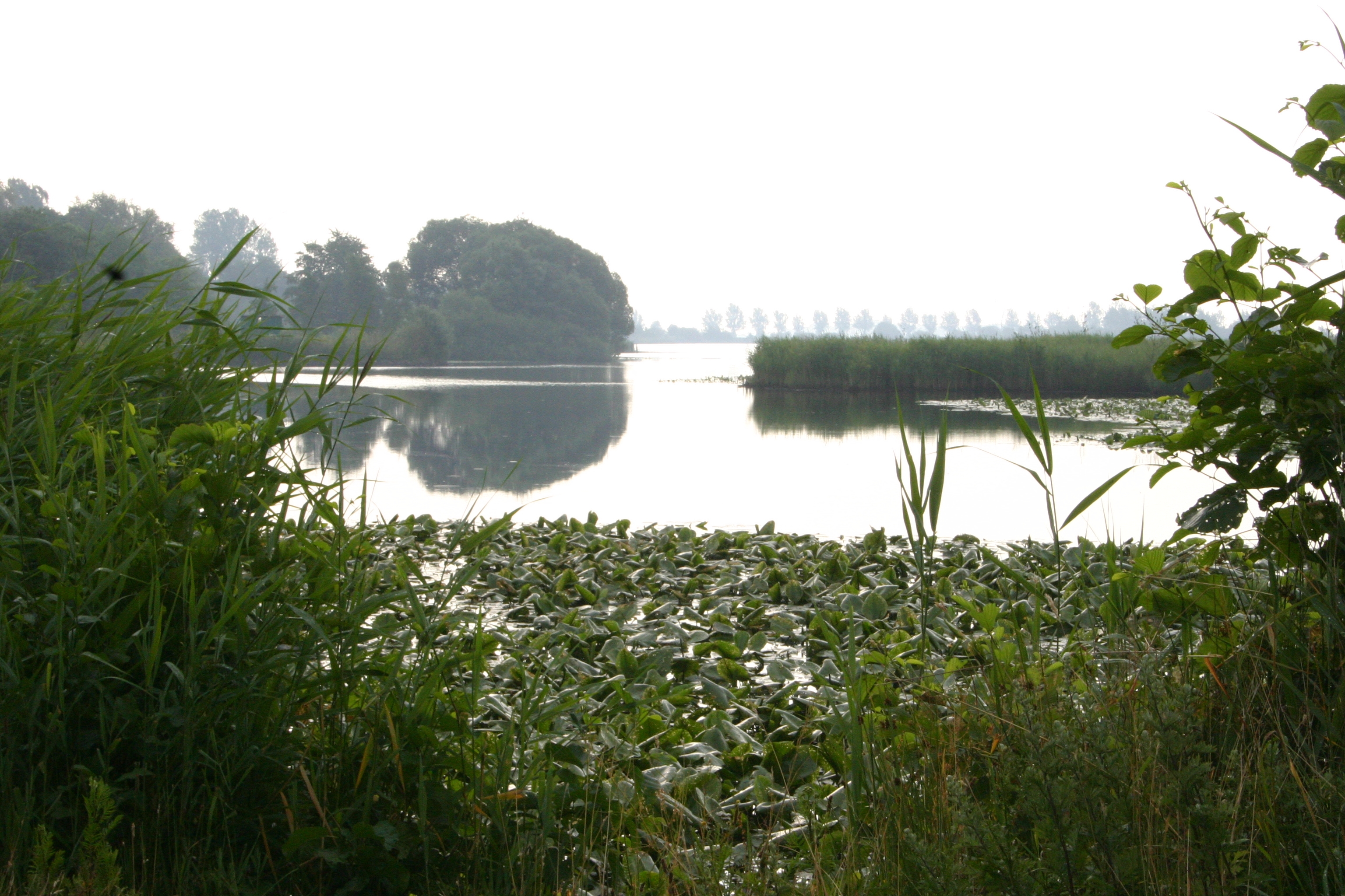 View from the west of the peat-fen lake of Sandwater, near Ihlow, in the district of Aurich, East Frisia, Lower Saxony, Germany