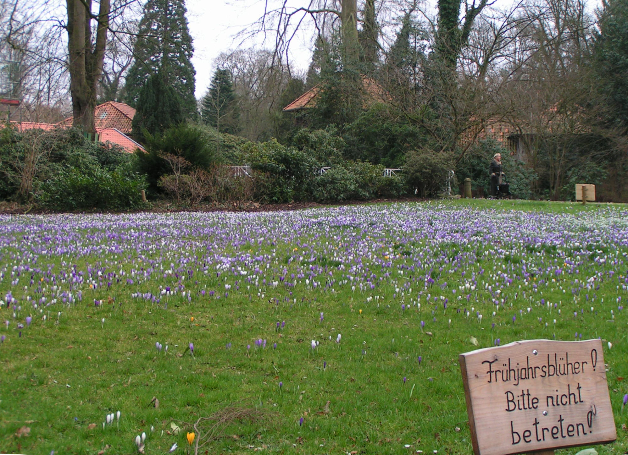 Krokusse im Schlossgarten Oldenburg