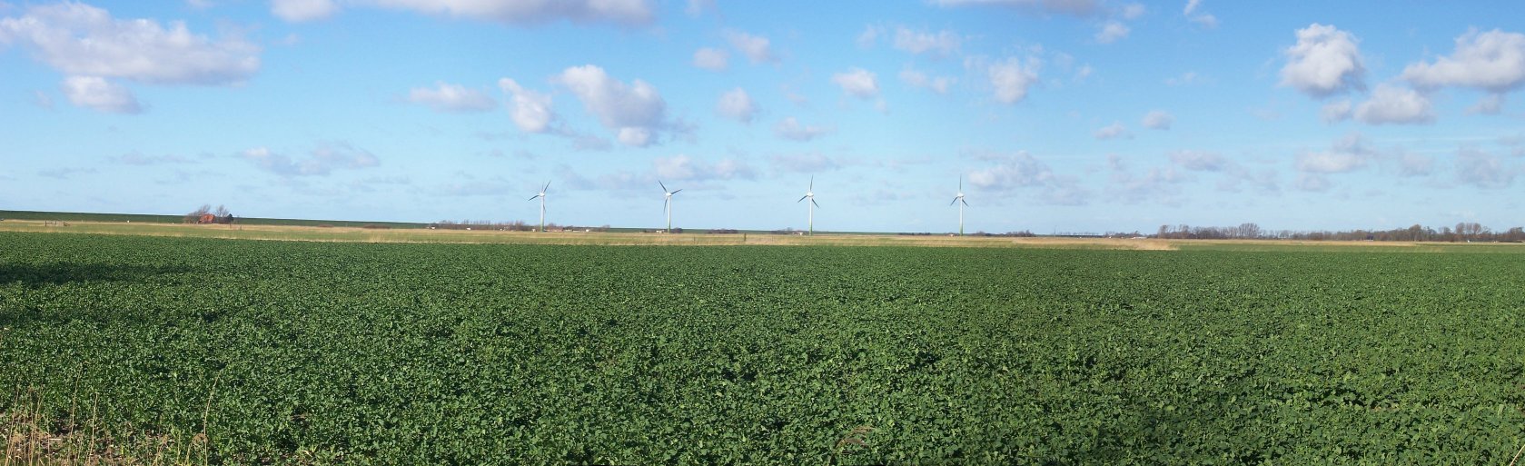 Typical Butjadingen view near Tossens in the district of Wesermarsch, Germany.