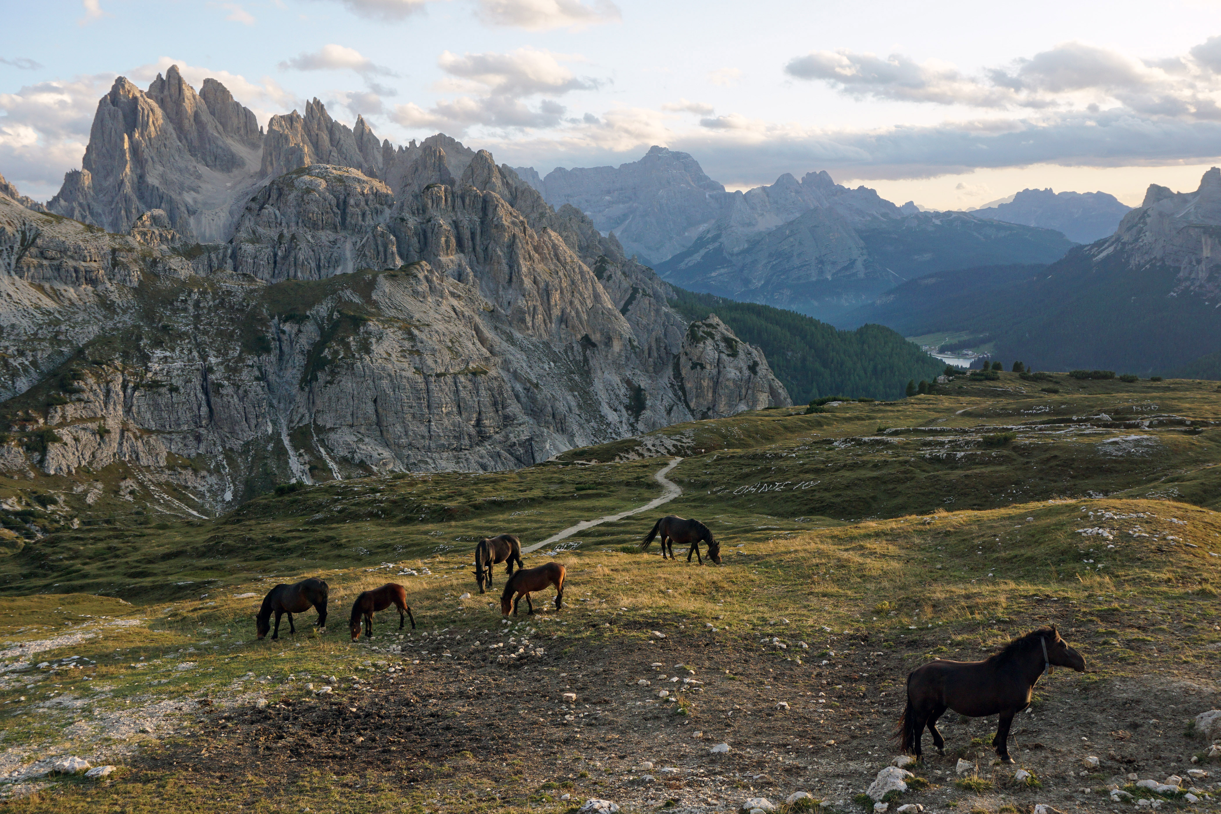 Horses on pasture at Parco Naturale Tre Cime, the Dolomites, South Tyrol, Italy.