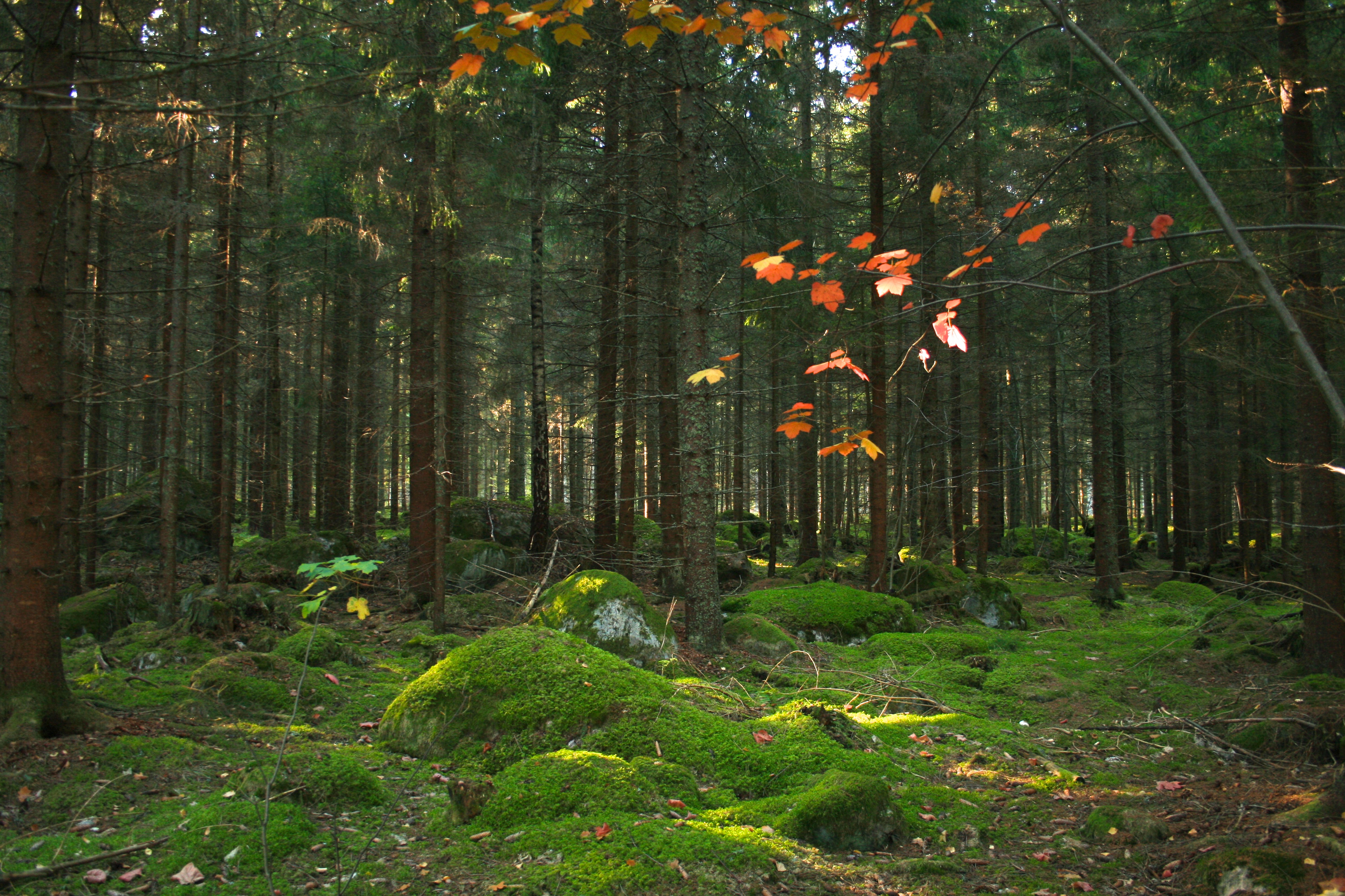 Forest in Mattön, Färnebofjärden national park