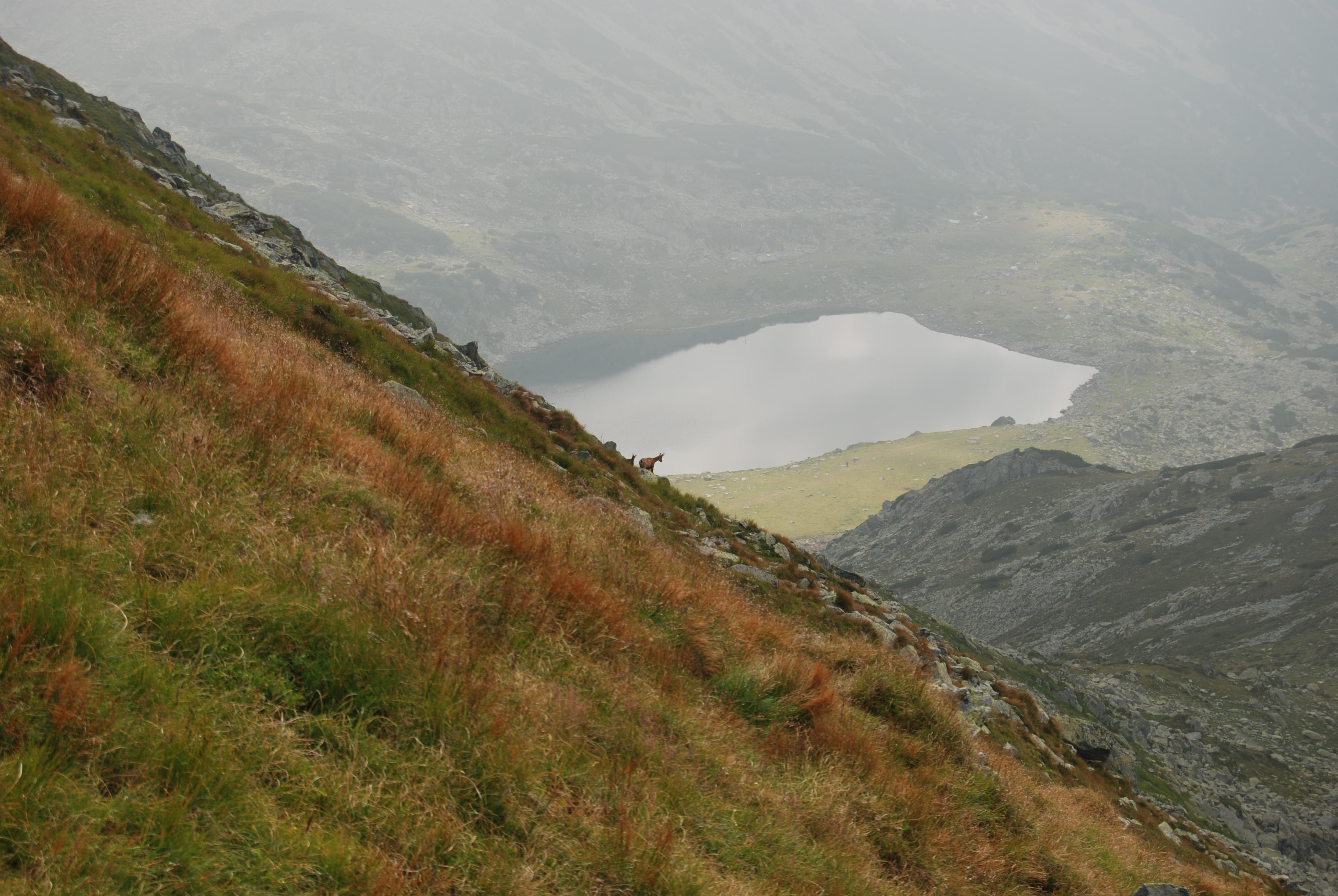 Bucura lake view while climbing up towards the Bucura peak. A small group of chamoises can be spotted on the lake background. The black goat is a common sight within the park premises.