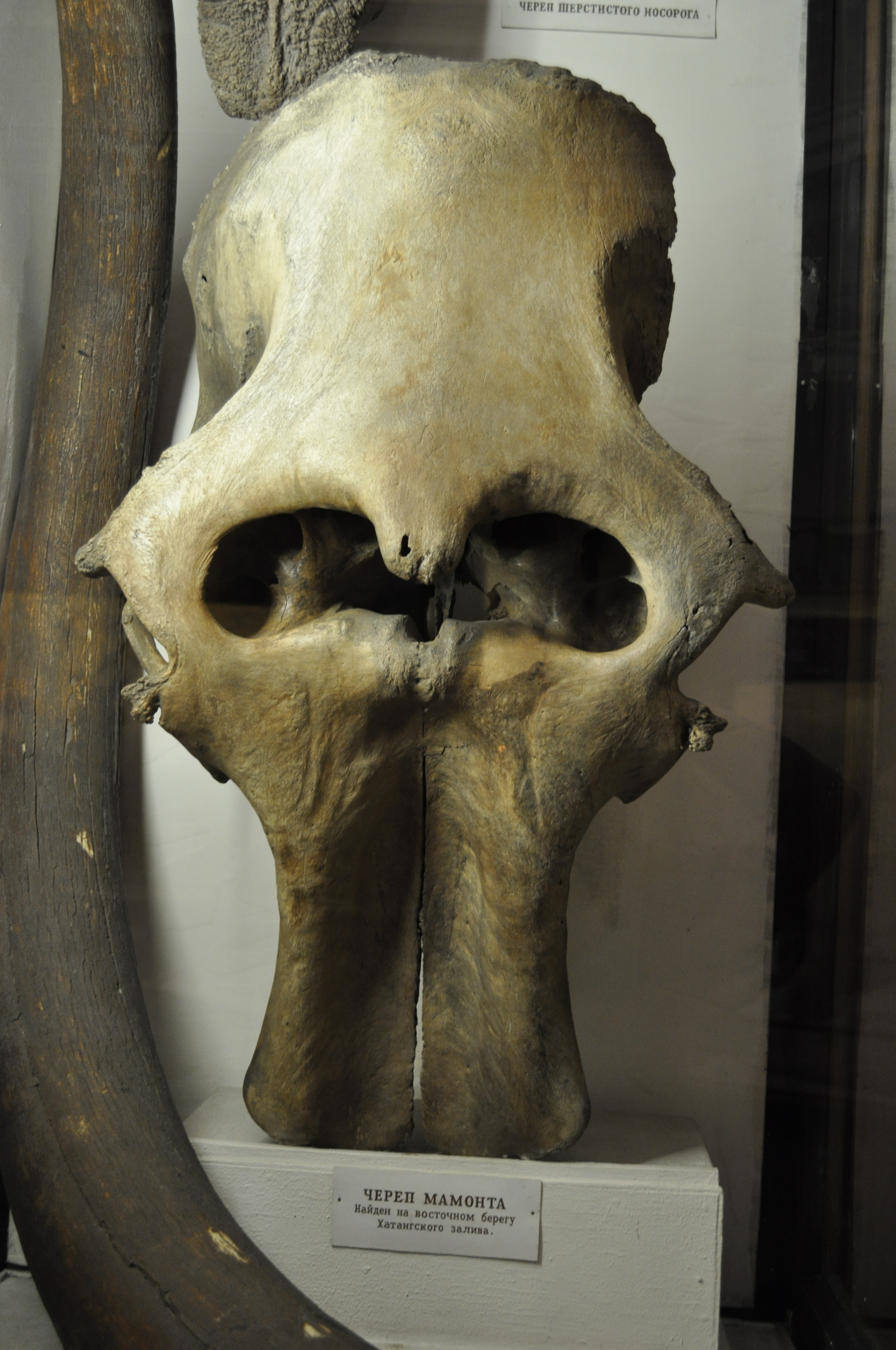 Mammuthus skull was found on the eastern shore of the Khatanga Bay, Russia. Collection of the Russian State Arctic and Antarctic Museum