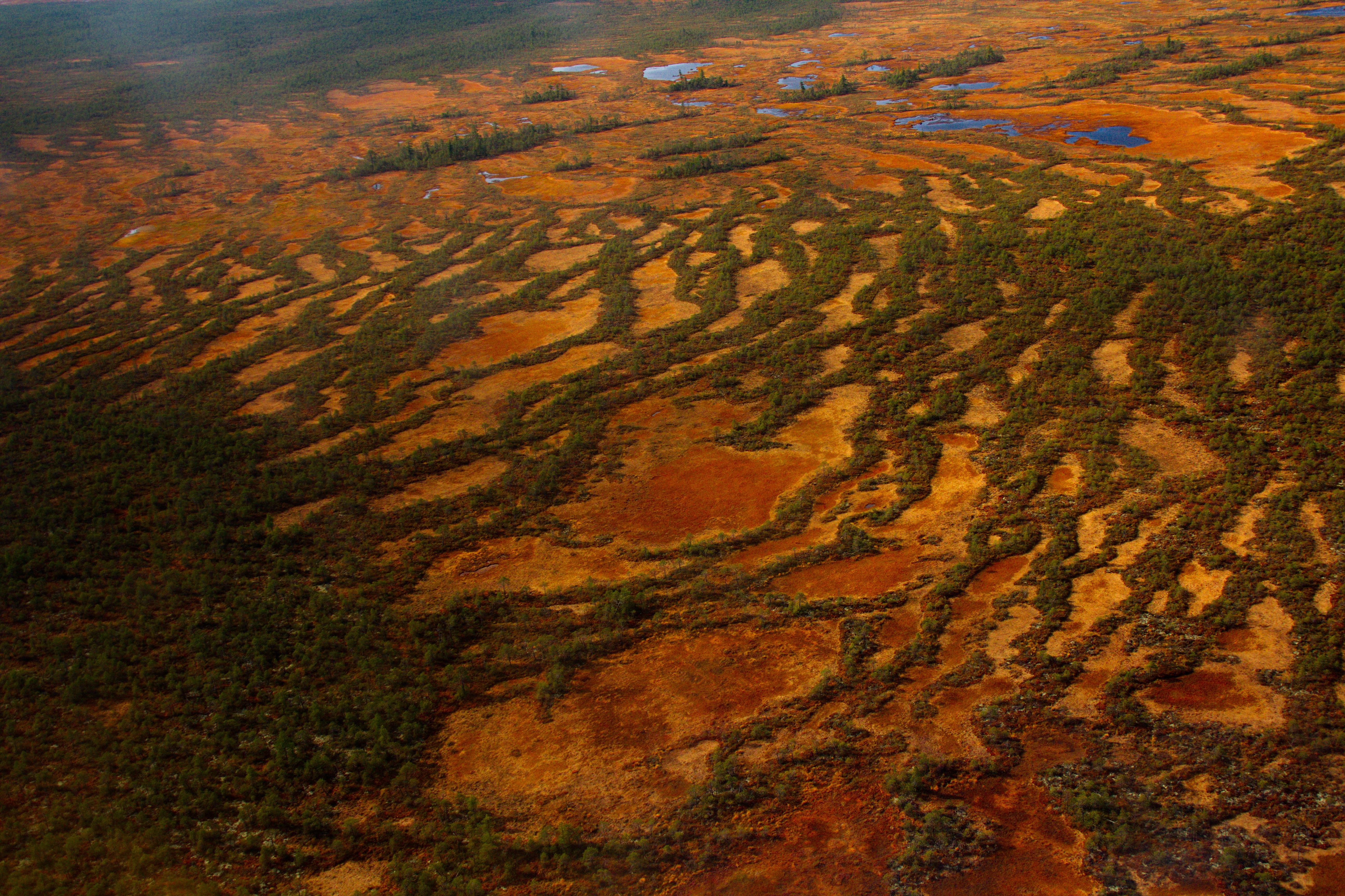 aerial view of a peatbog in the Yuganskiy nature reserve. The stripe pattern, called the ridge-hollow complex, is formed by rows of dwarf Scots pine forest with wet Sphagnum glades inbetween. One of my favorite places to be, of all :)