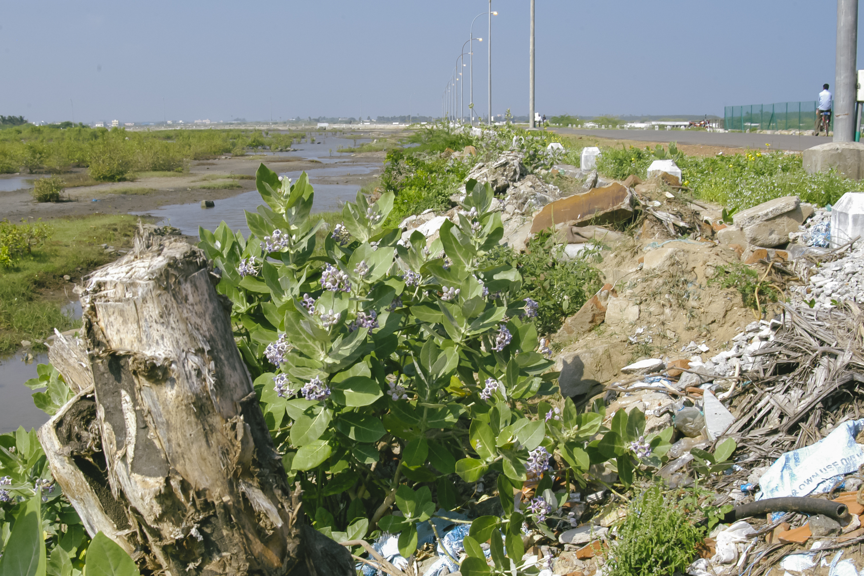 Tree stumps and debris remain on Karaikal beach after the 2004 tsunami