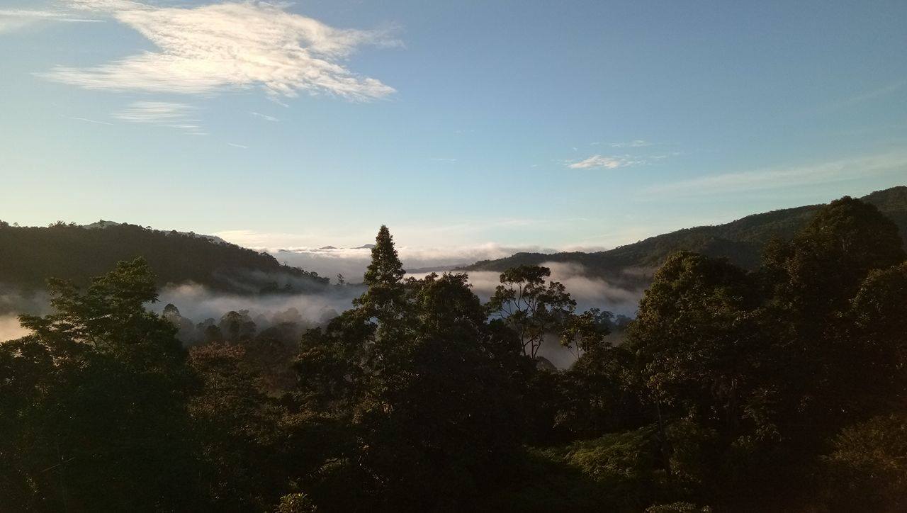 ป่าฮาลา-บาลา (นราธิวาส) 1.jpg