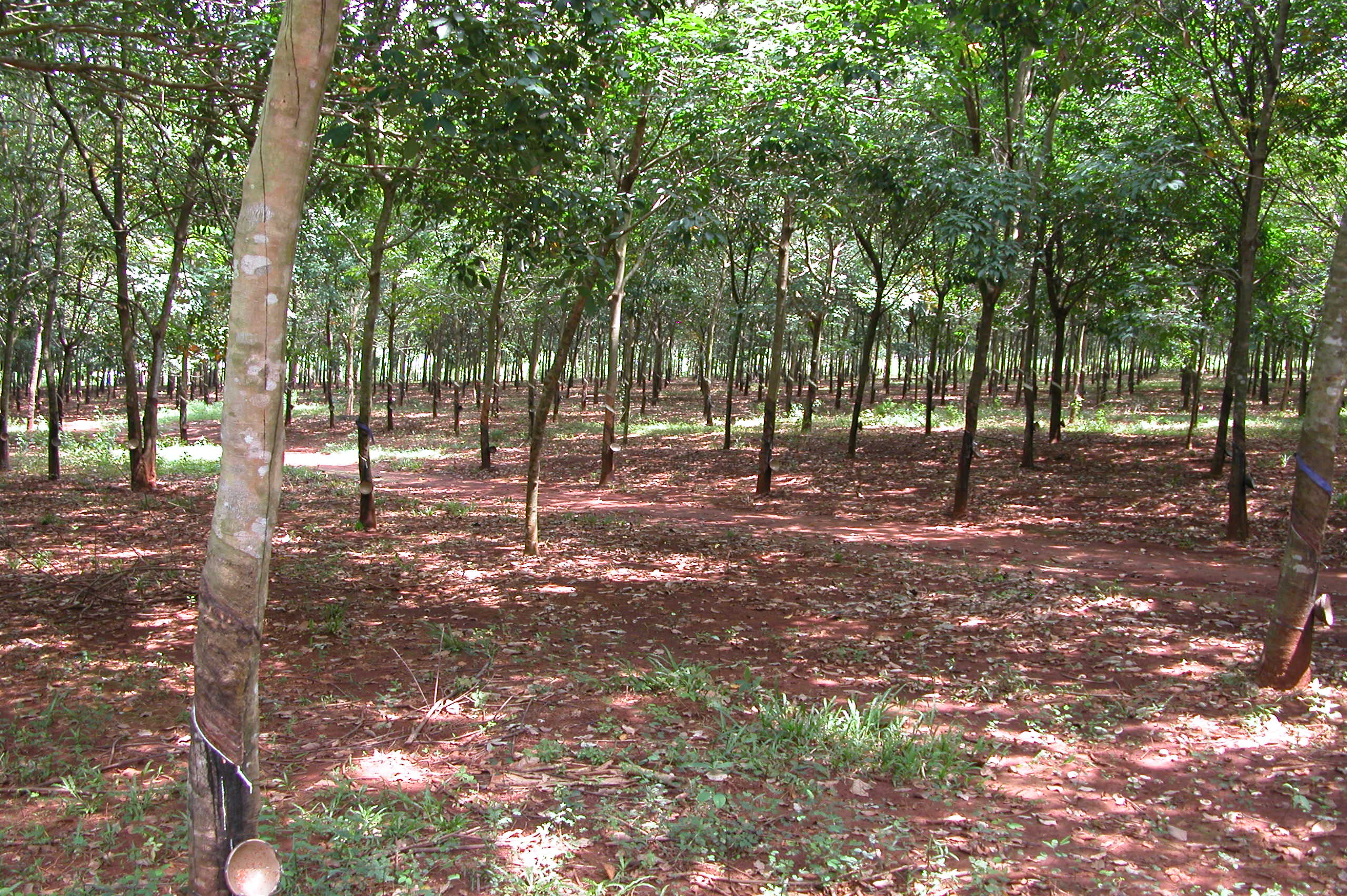 This is a view of the rubber plantation where the Battle of Long Tan took place.  This is the view from the Memorial Cross looking north east. The photo was taken in November 2005.