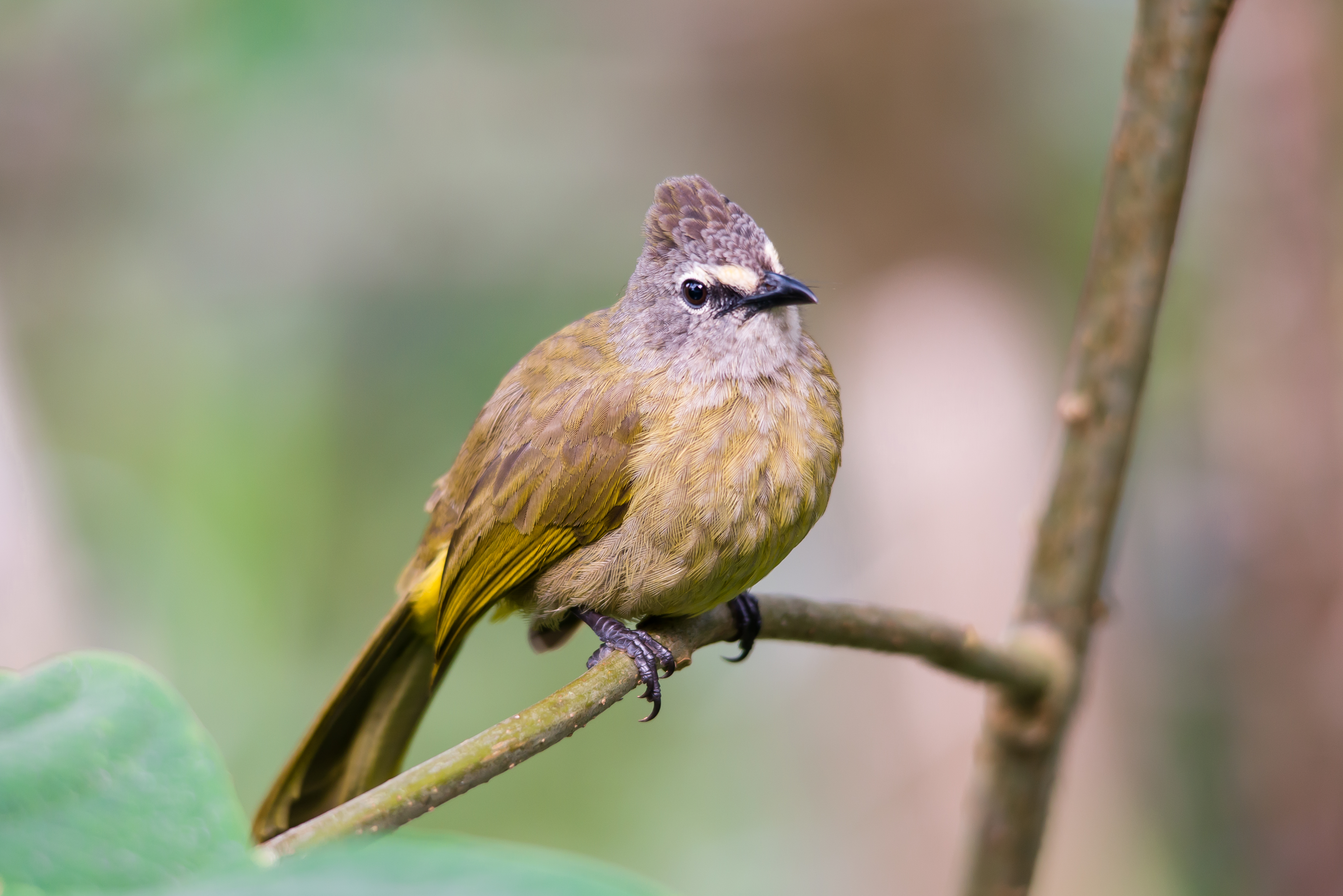 Pycnonotus flavescens, flavescent bulbul - Kaeng Krachan National Park, Thailand.