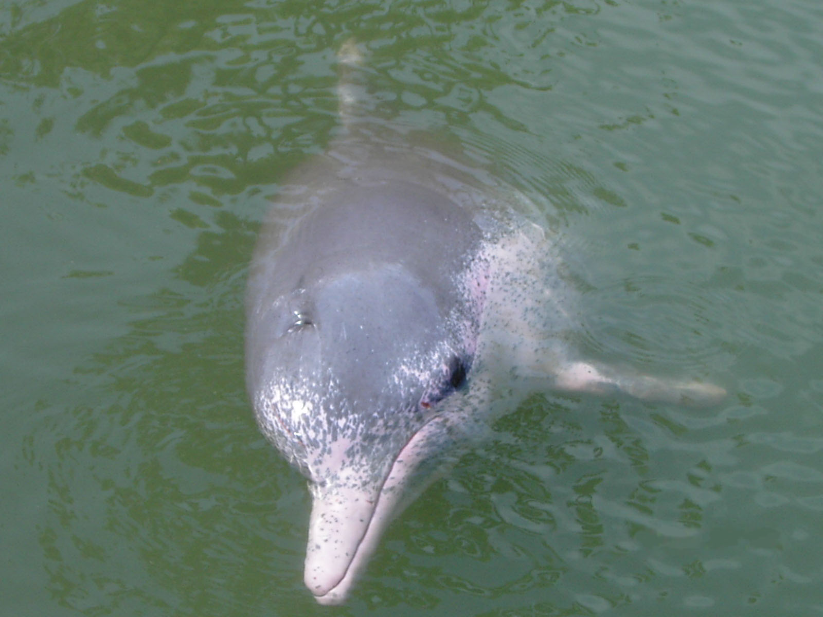 Pink river dolphine