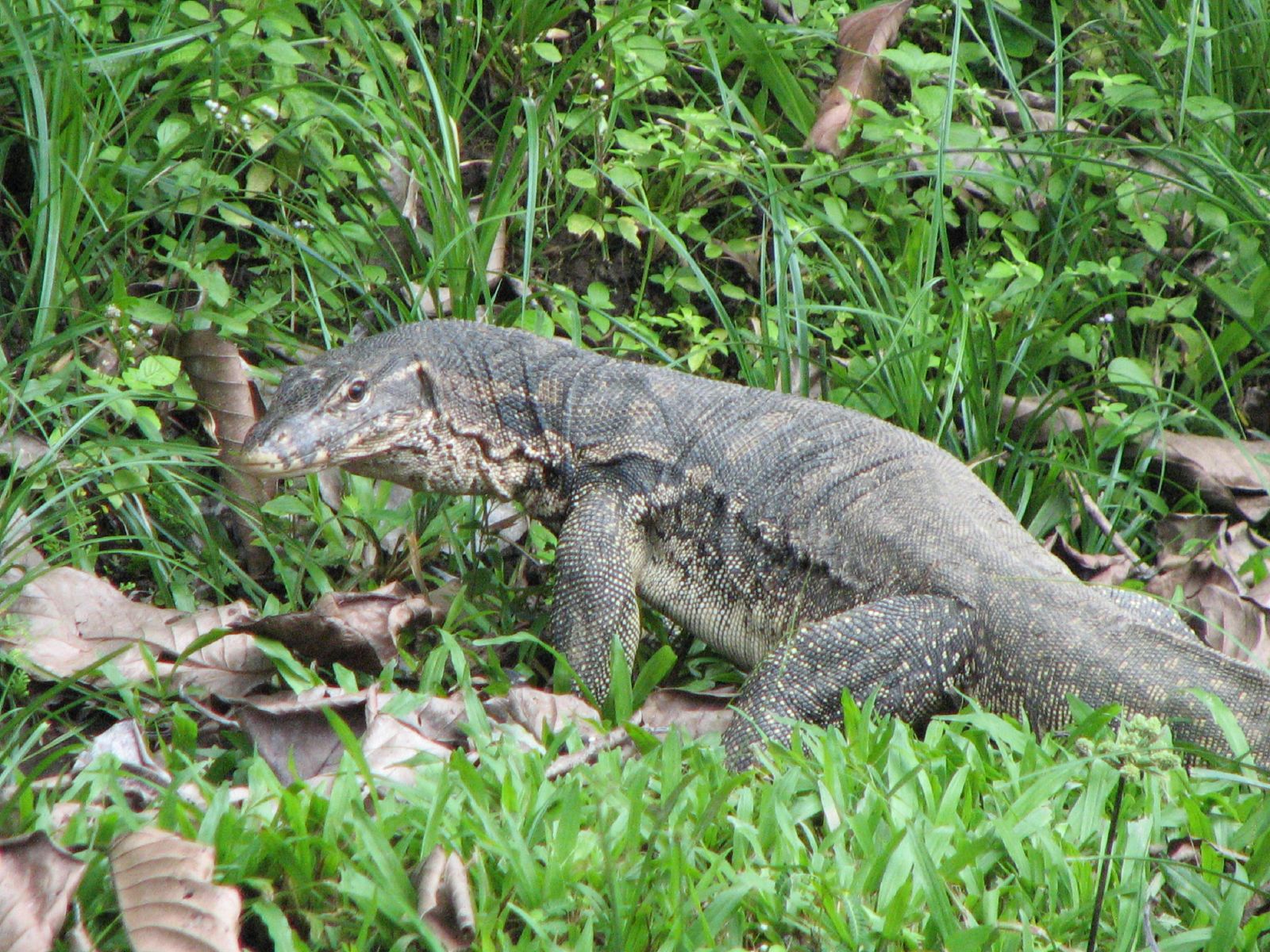 Varanus salvator — Water Monitor; about 1.5m long.

In the Danum Valley Conservation Area on Borneo.