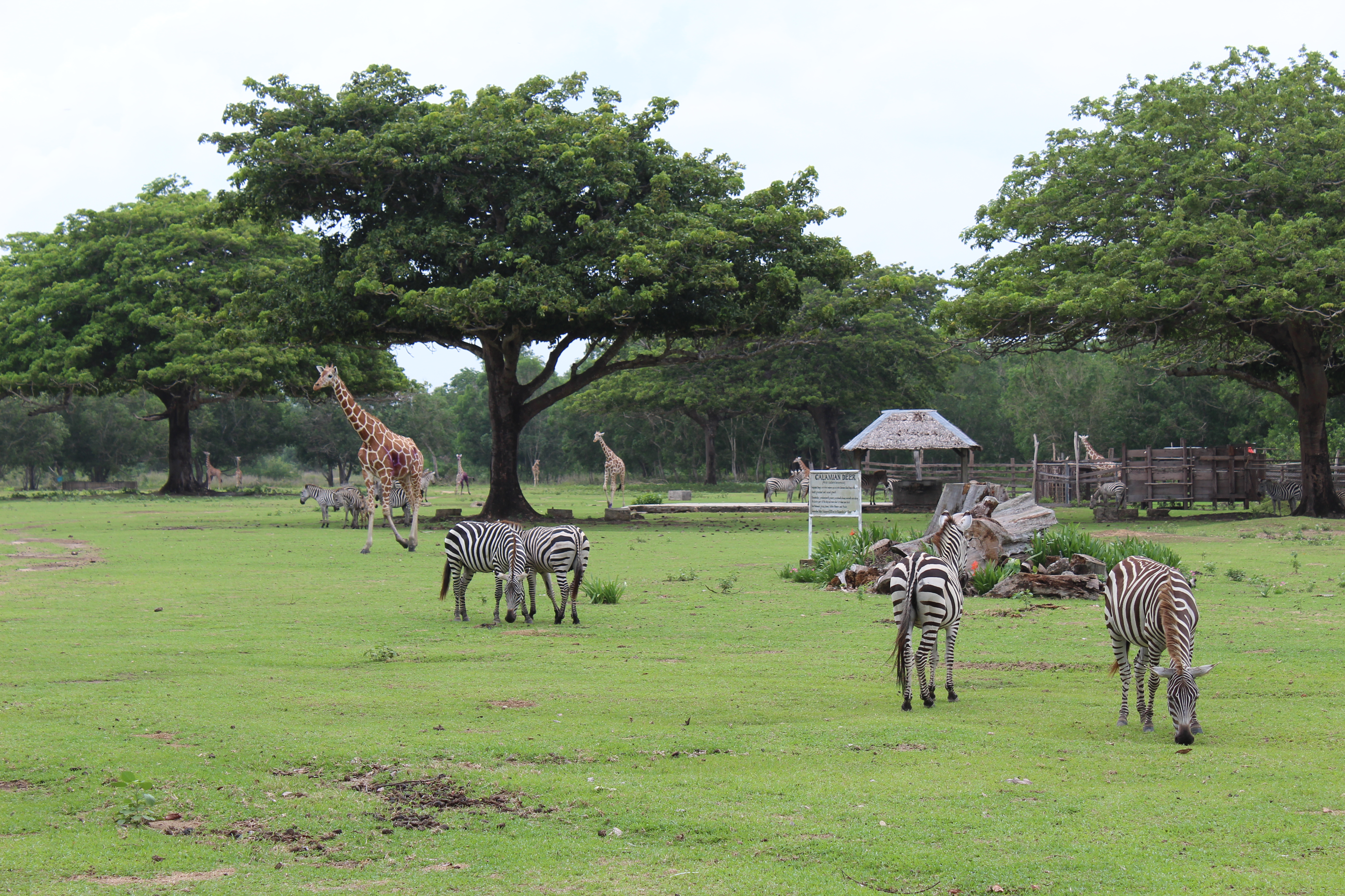 Calauit Safari Park: 12.2778° N, 119.8821° E