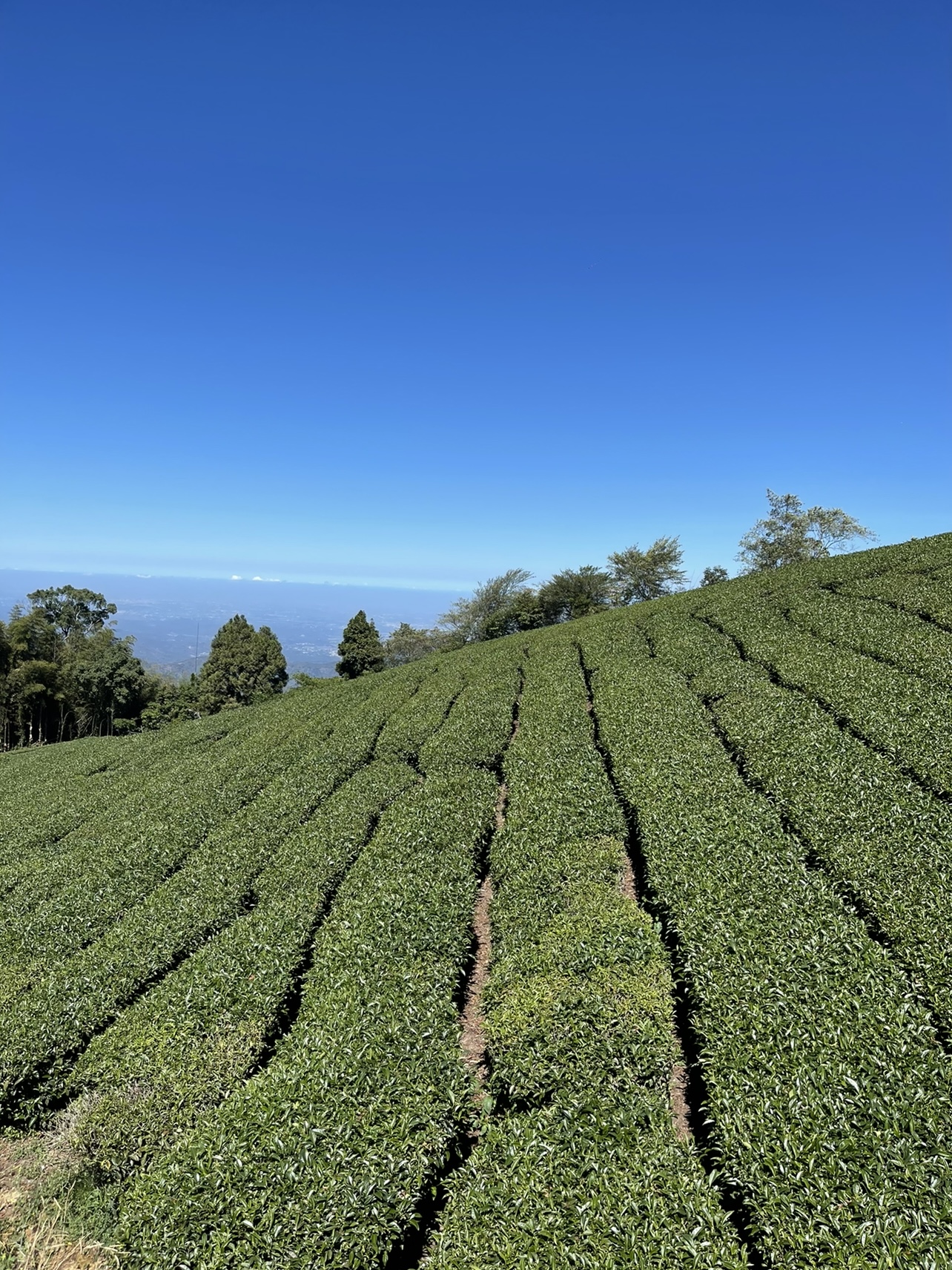 Alishan High Mountain Tea