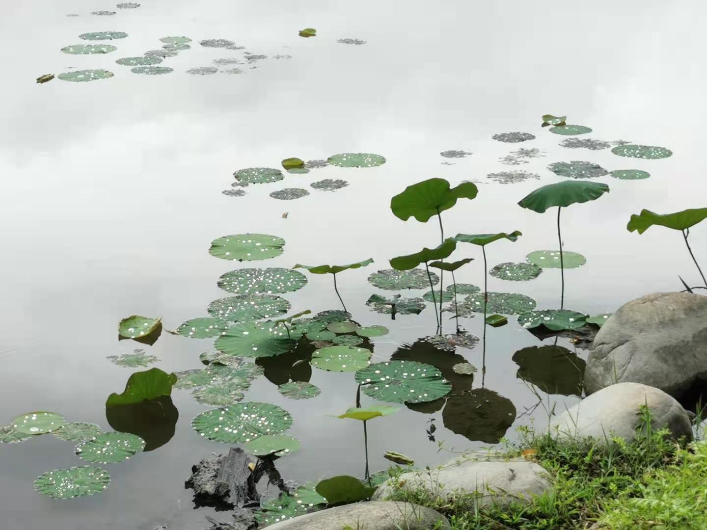 The wood storage pond in the past has become a well-known lotus pond. Photo taken in Dongshi District, Taichung, Taiwan.