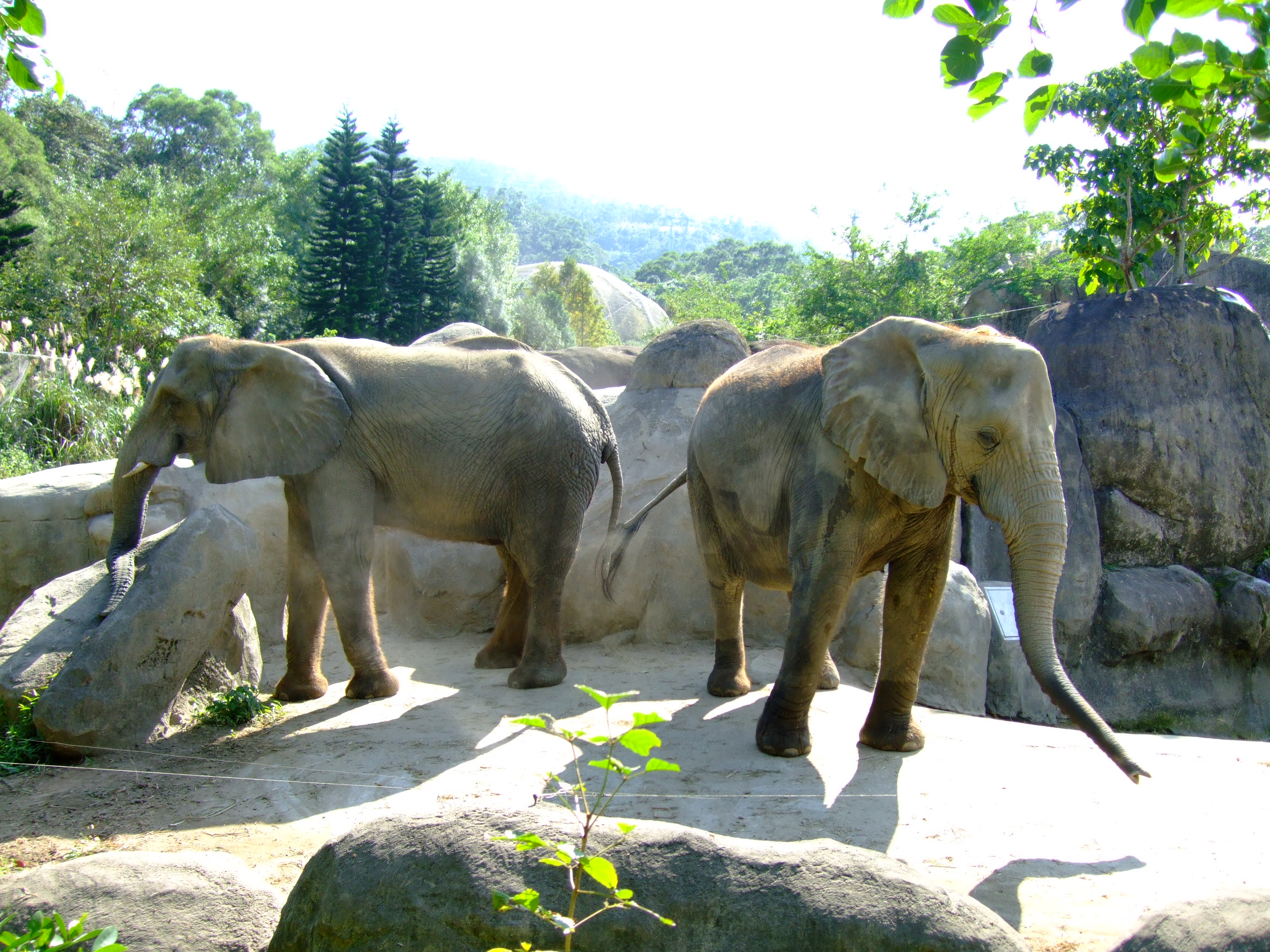 台北市立動物園非洲區中的非洲象( Loxodonta africana )。African elephants in Africa Animal Area of Taipei Zoo.