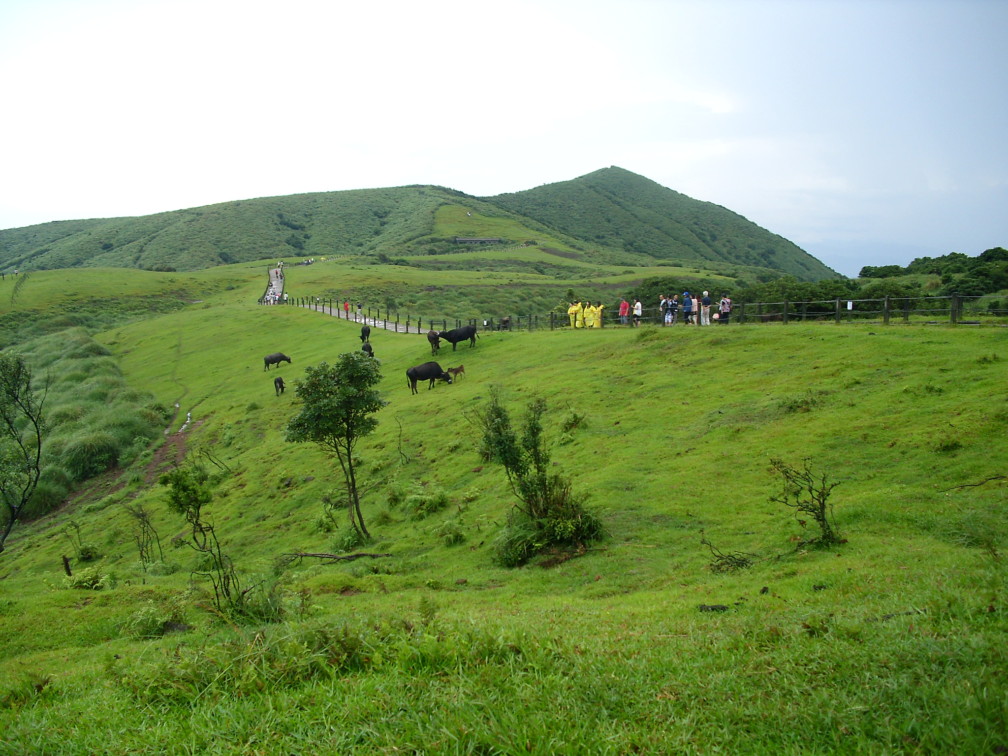 Cingtiangang Grassland in Yangmingshan, Taiwan