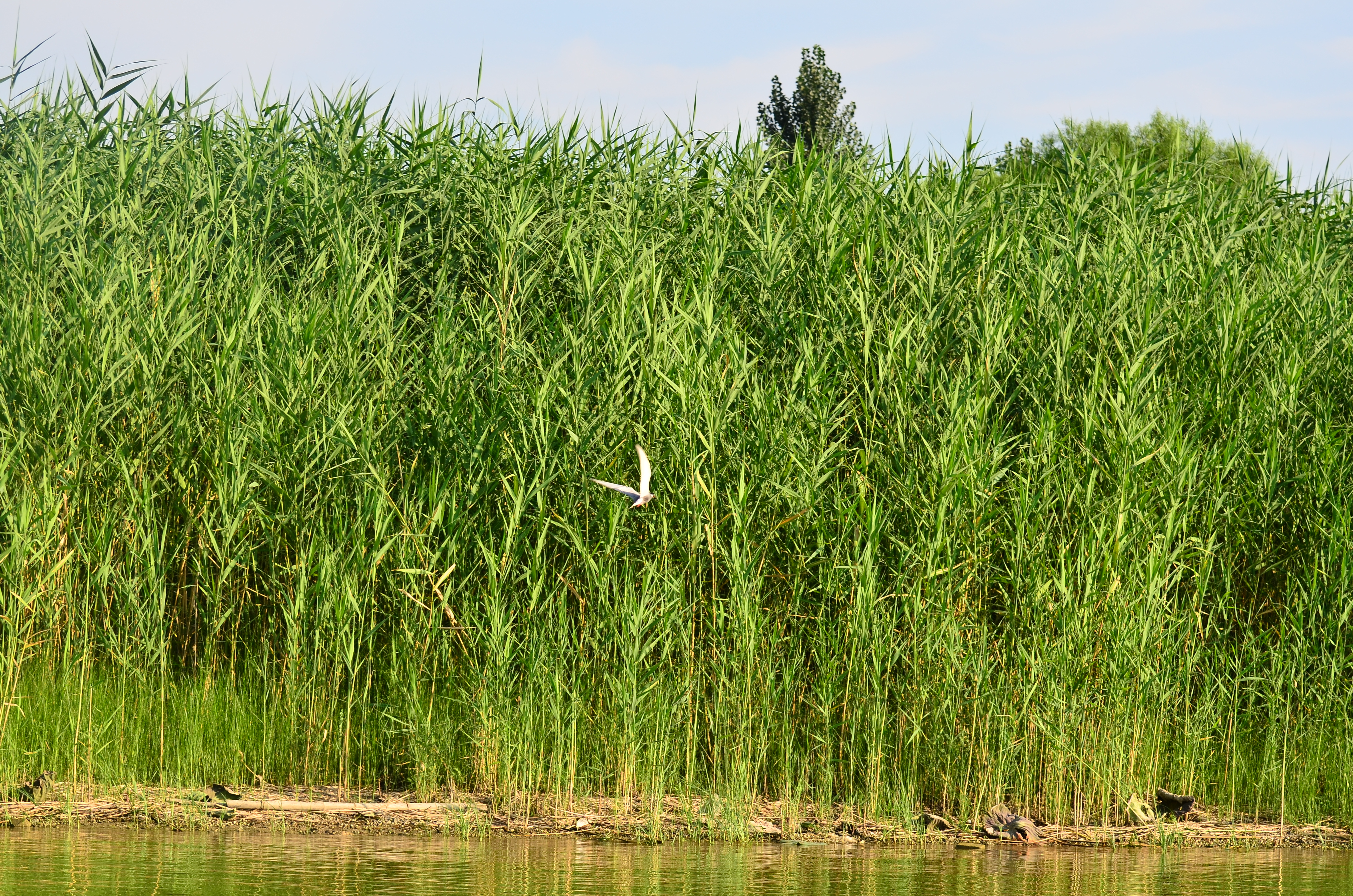 The reeds on Baiyangdian Lake,the largest fresh waterlake in North China.